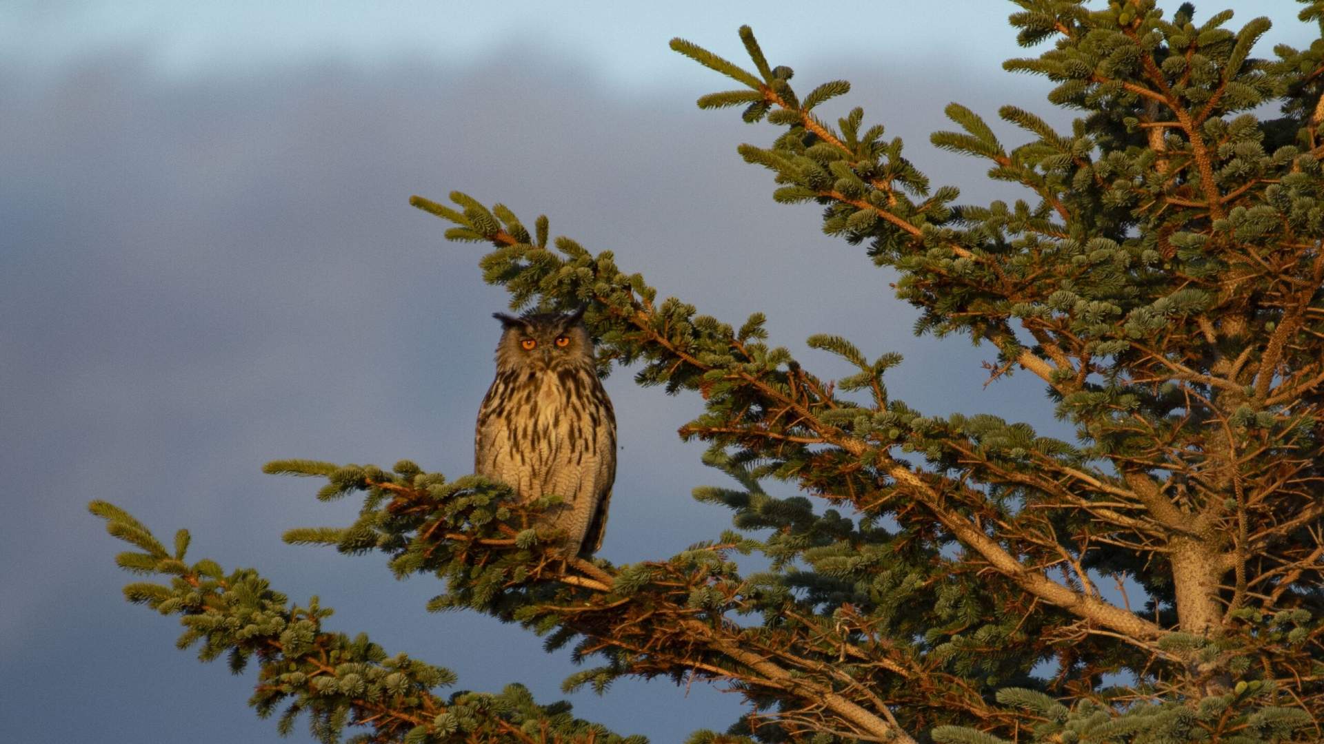 Nature experiences in the beautiful Solvær archipelago with Solværøyan Birds and Beds