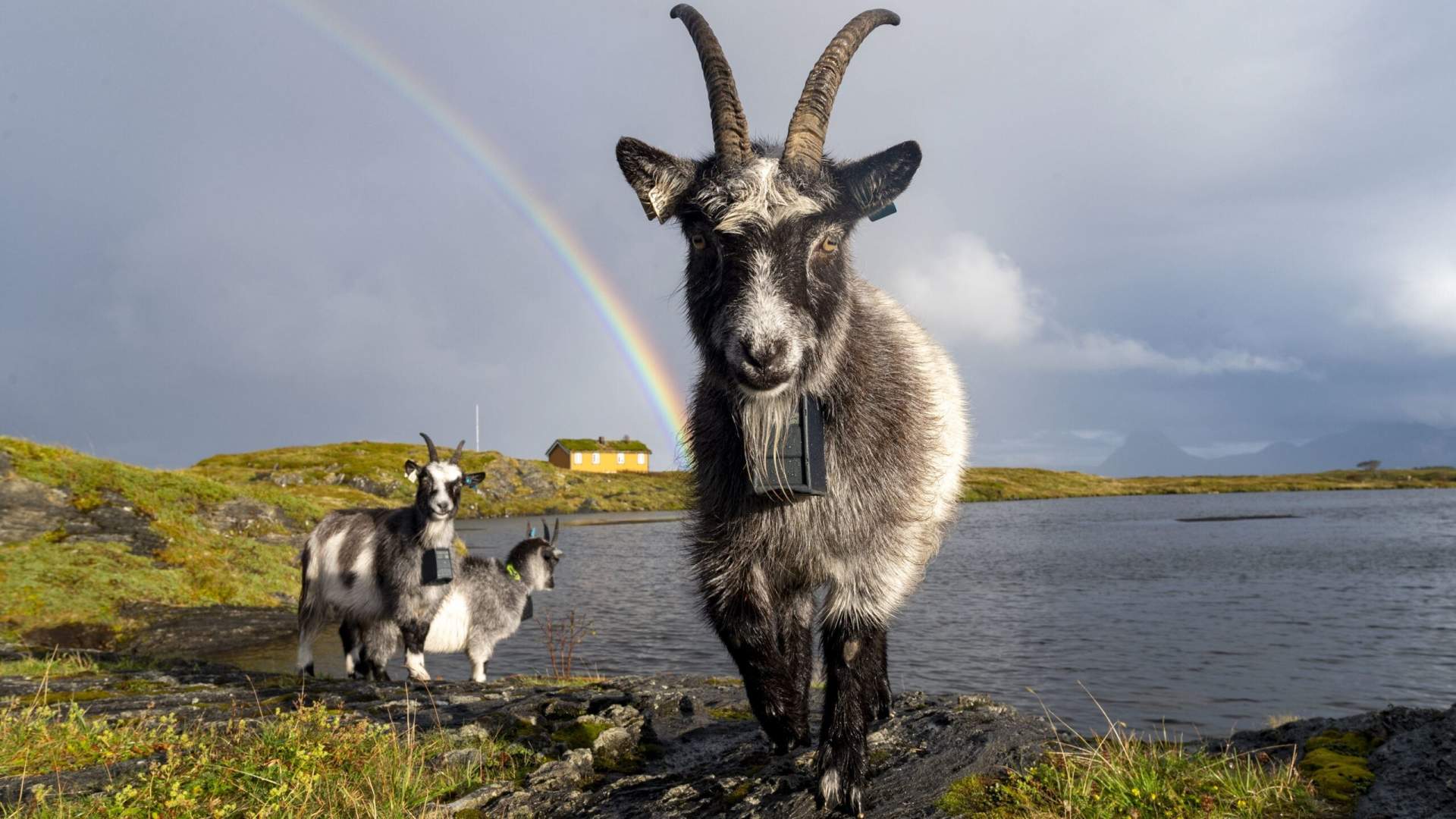 Nature experiences in the beautiful Solvær archipelago with Solværøyan Birds and Beds
