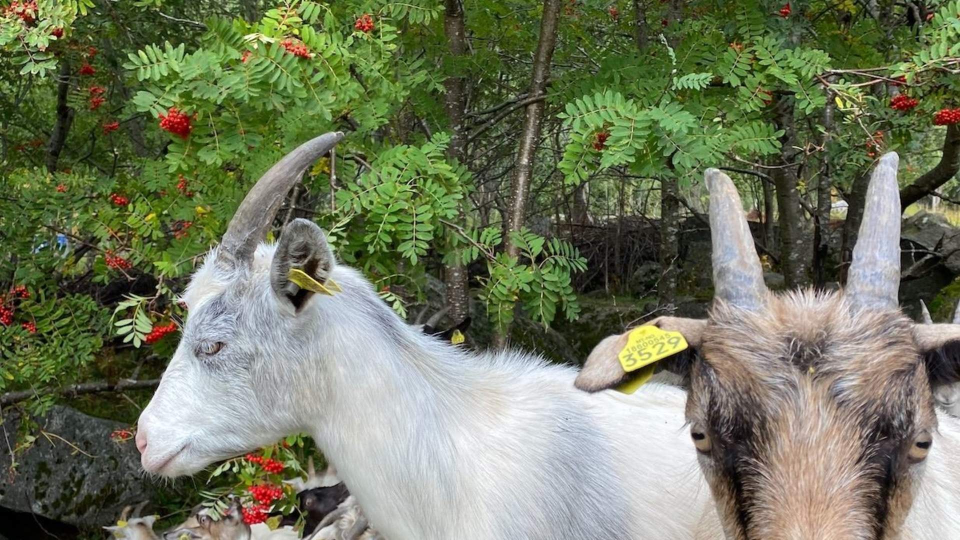 Lag økologisk ost med ostebonde hos Lofoten Gårdsysteri