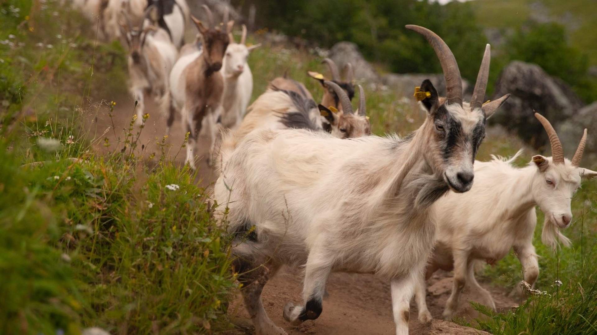 Lag økologisk ost med ostebonde hos Lofoten Gårdsysteri