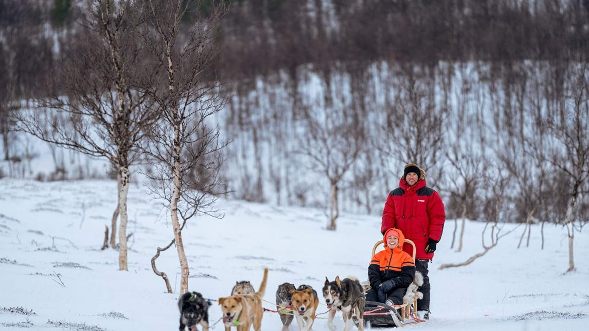 Avansert Hundeslede Dagtid – Ekskludert Transport