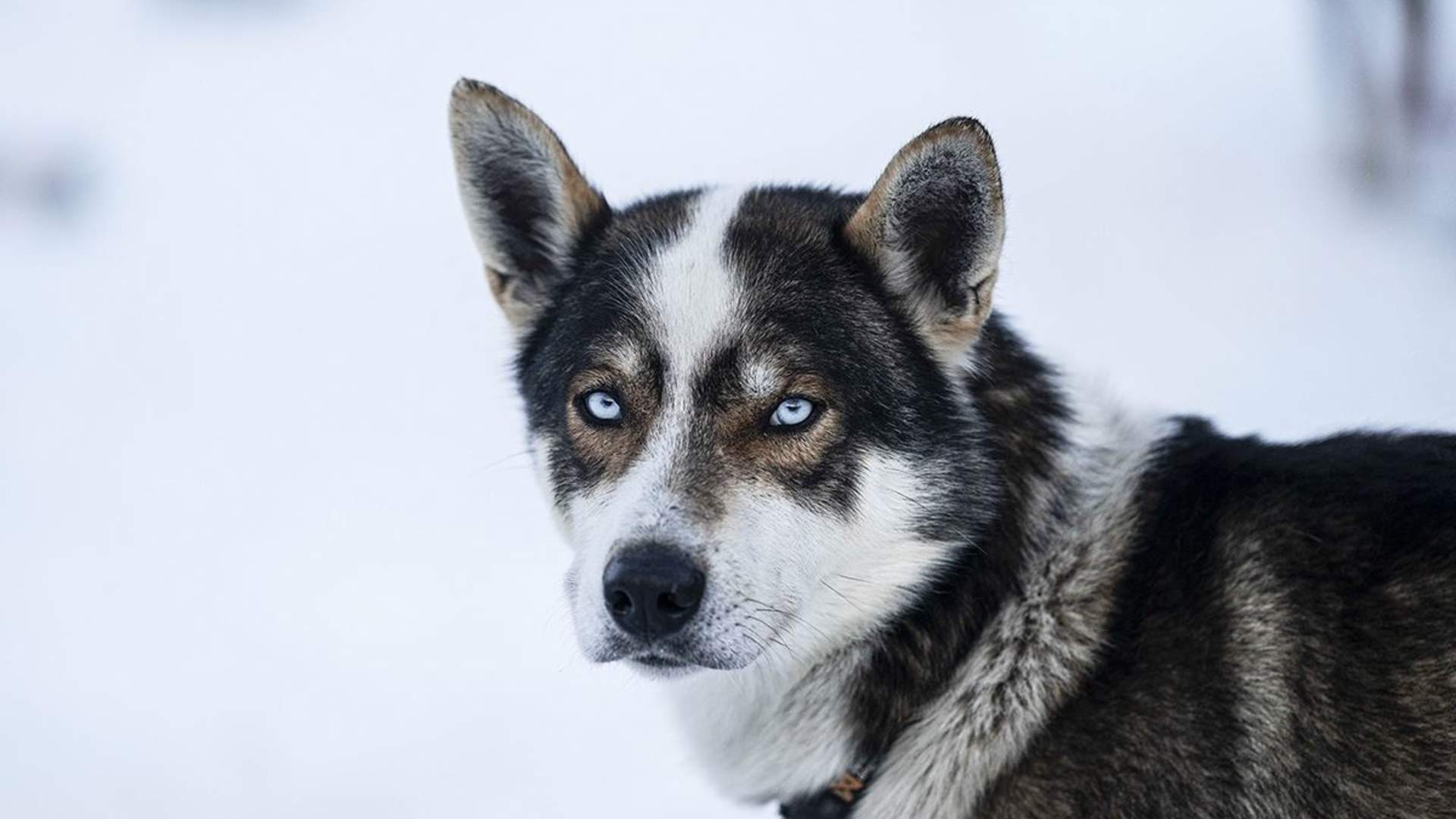 Avansert Hundeslede Dagtid – Ekskludert Transport