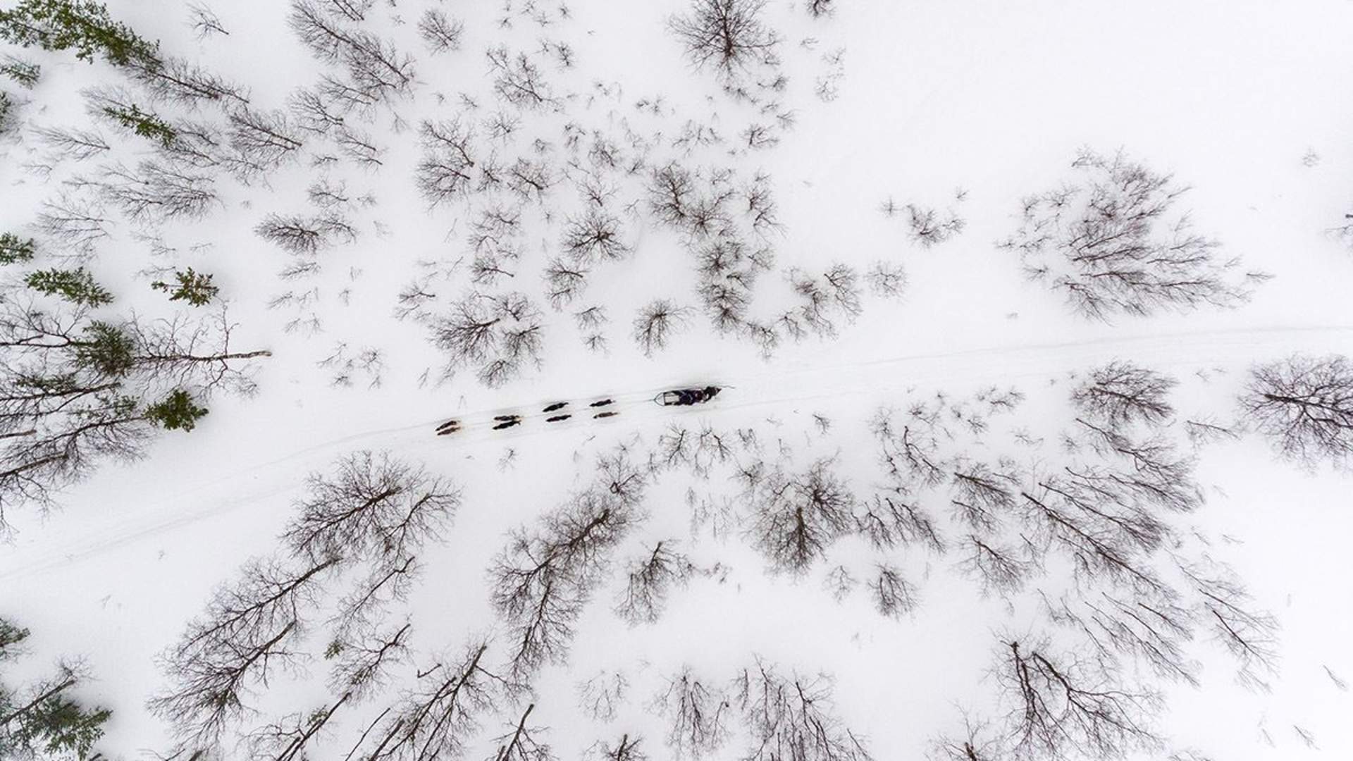 Avansert Hundeslede Dagtid – Ekskludert Transport