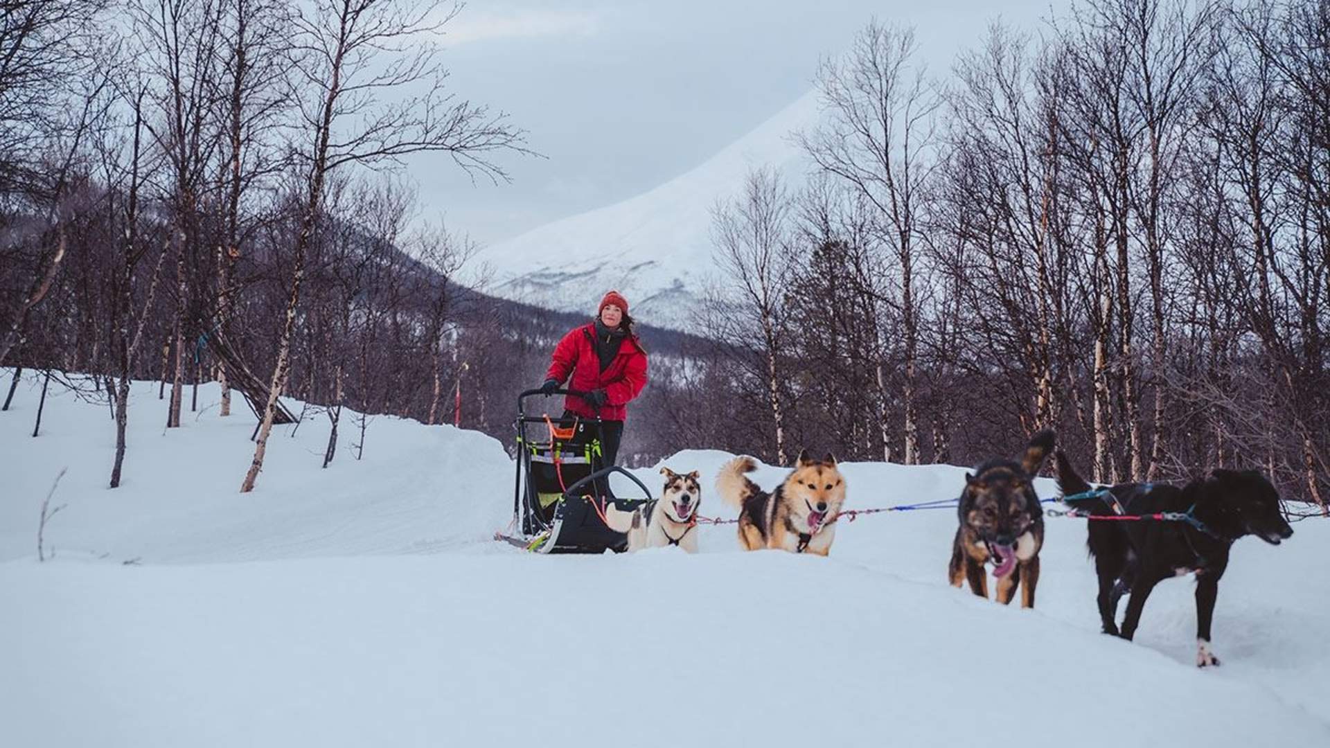 Avansert Hundeslede Dagtid - Inkludert Transport