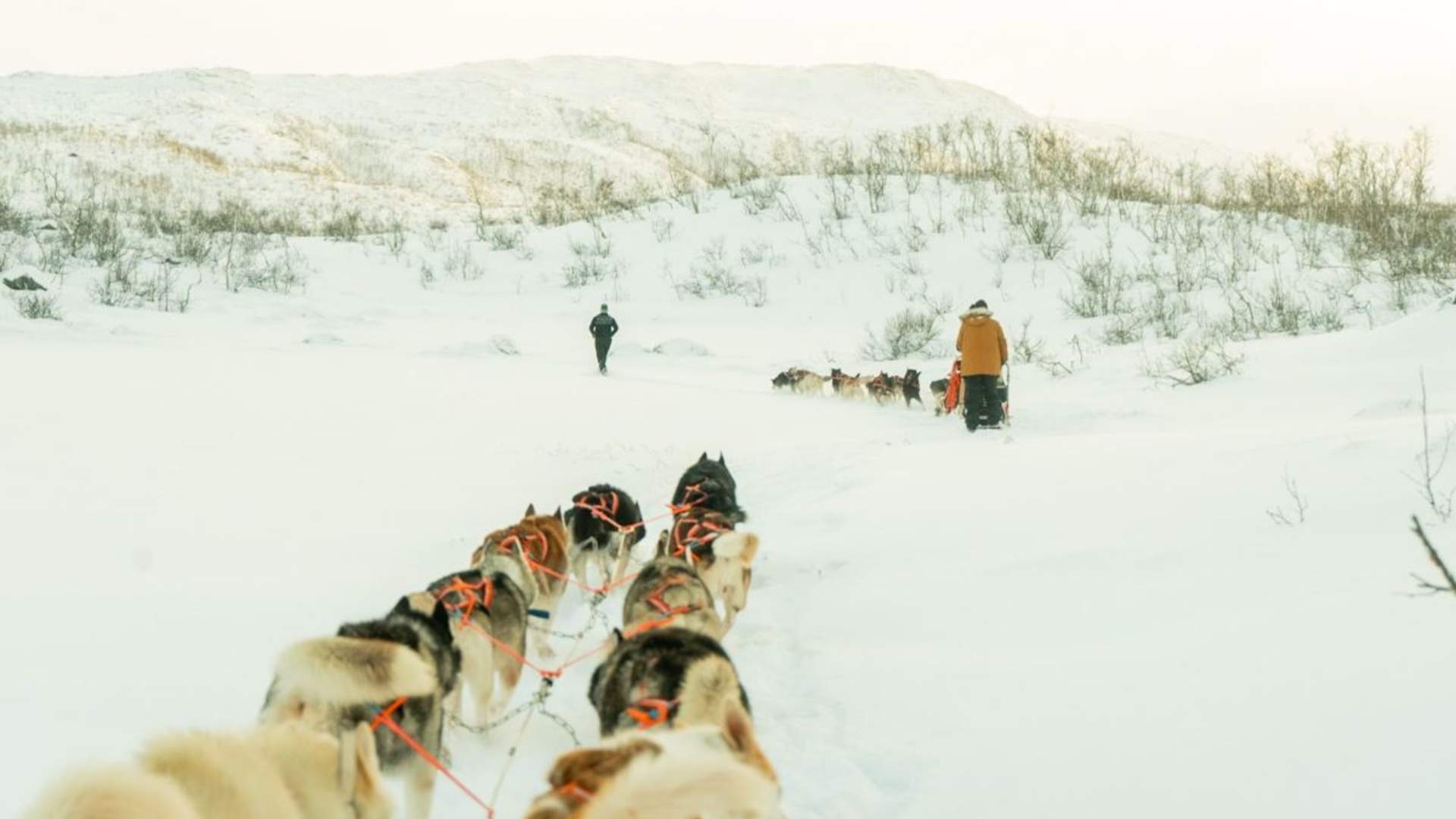 Dog sledding in Tromsø