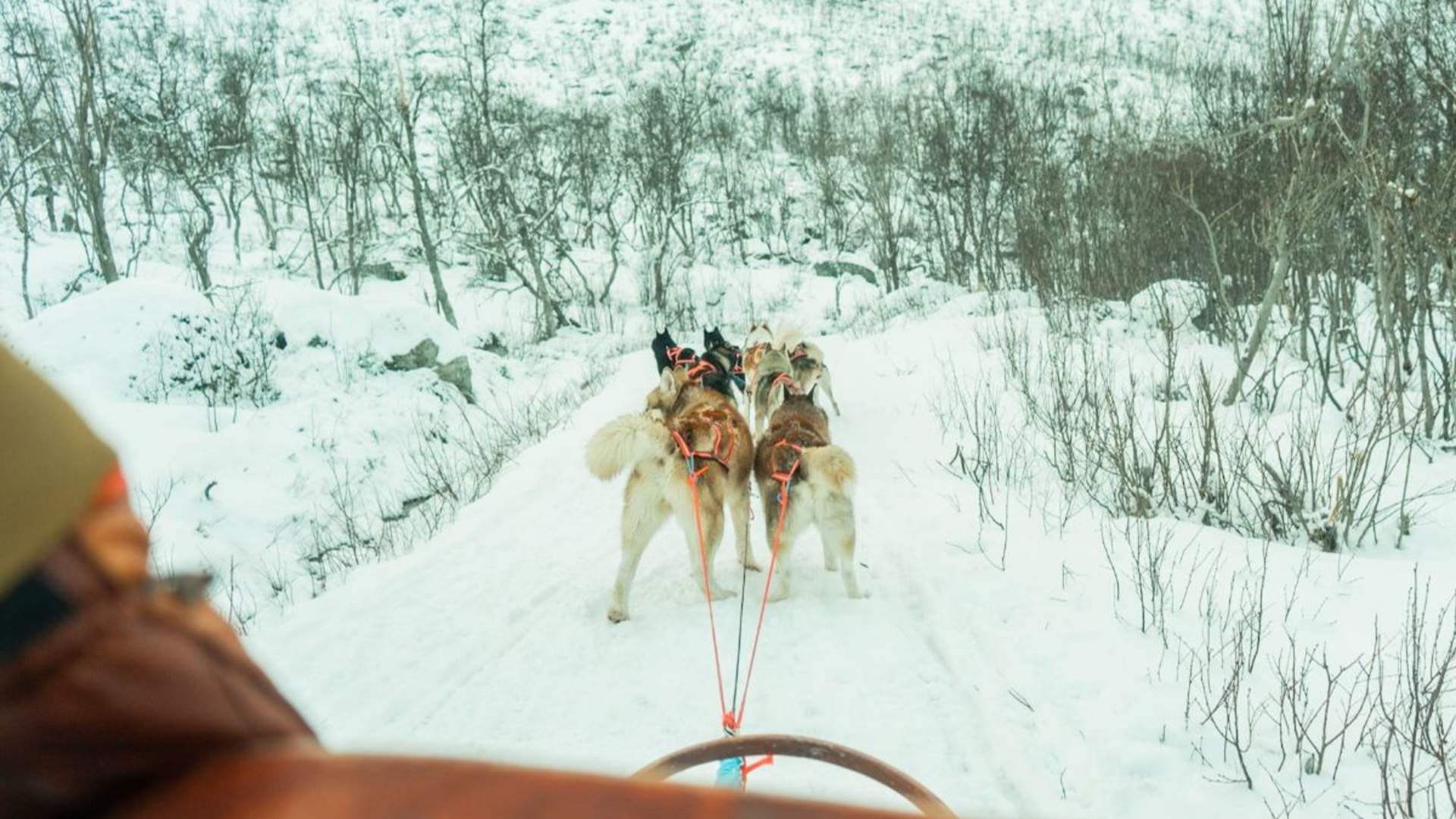 Dog sledding in Tromsø