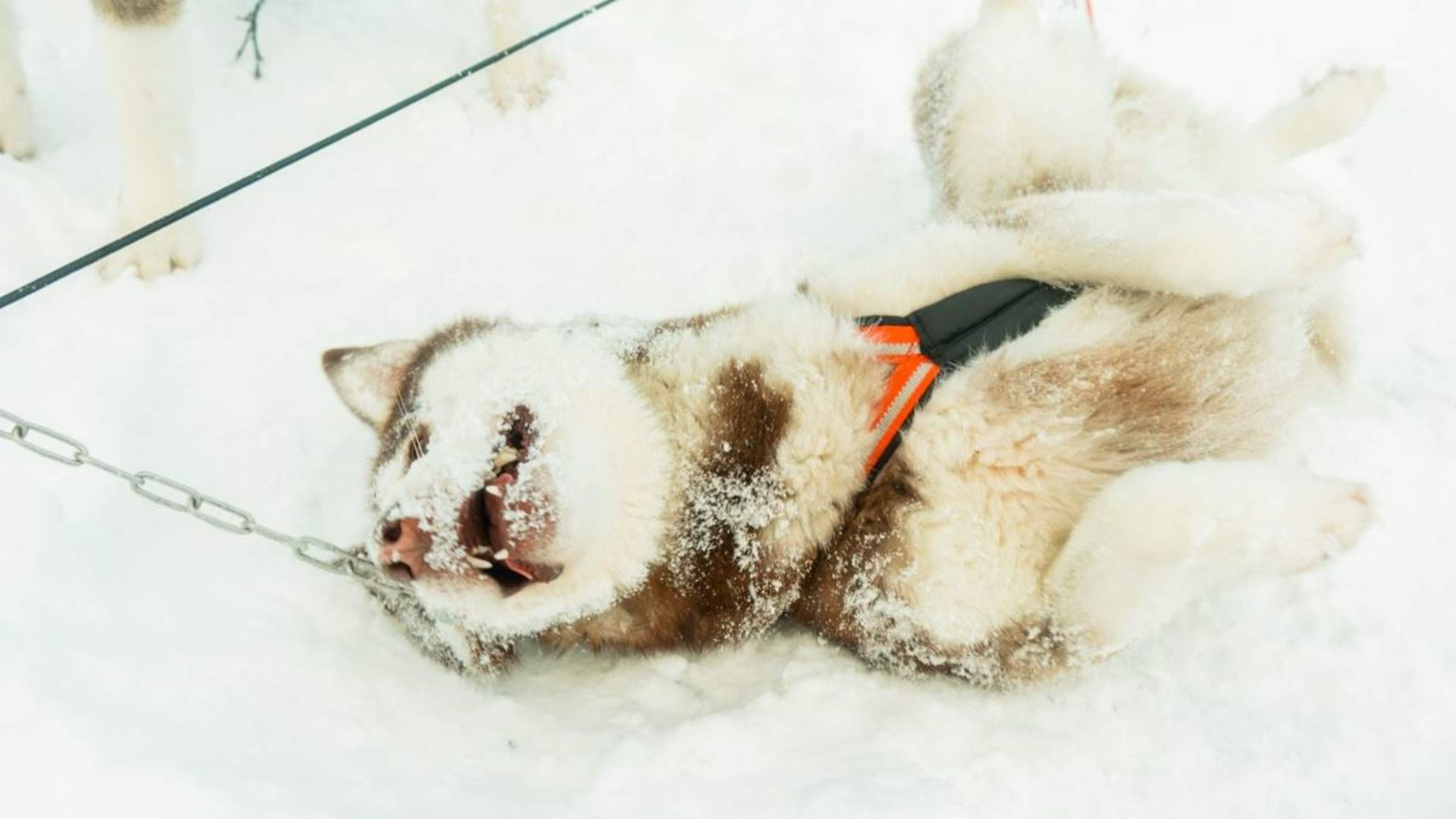 Dog sledding in Tromsø