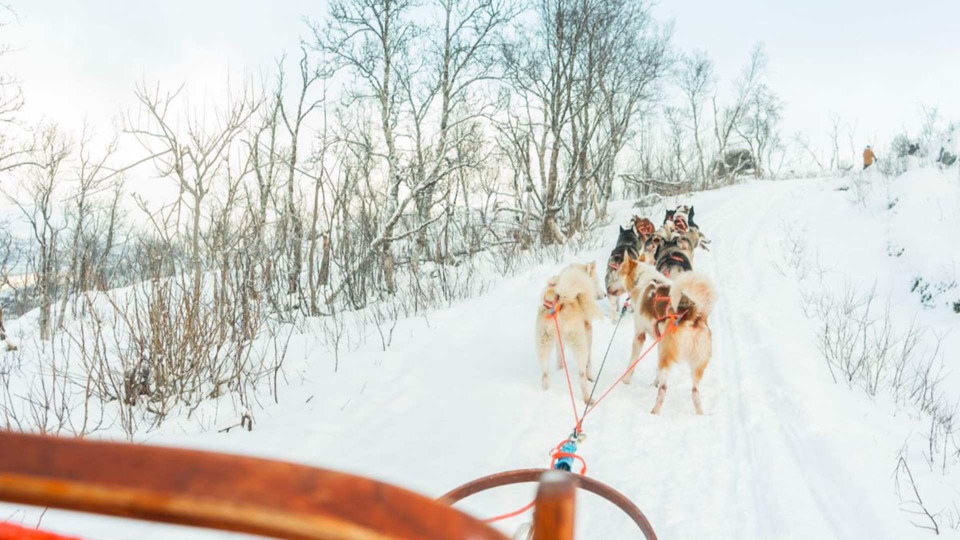 Dog sledding in Tromsø