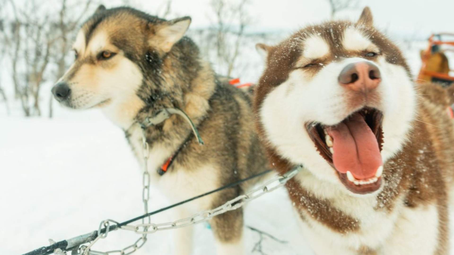 Dog sledding in Tromsø