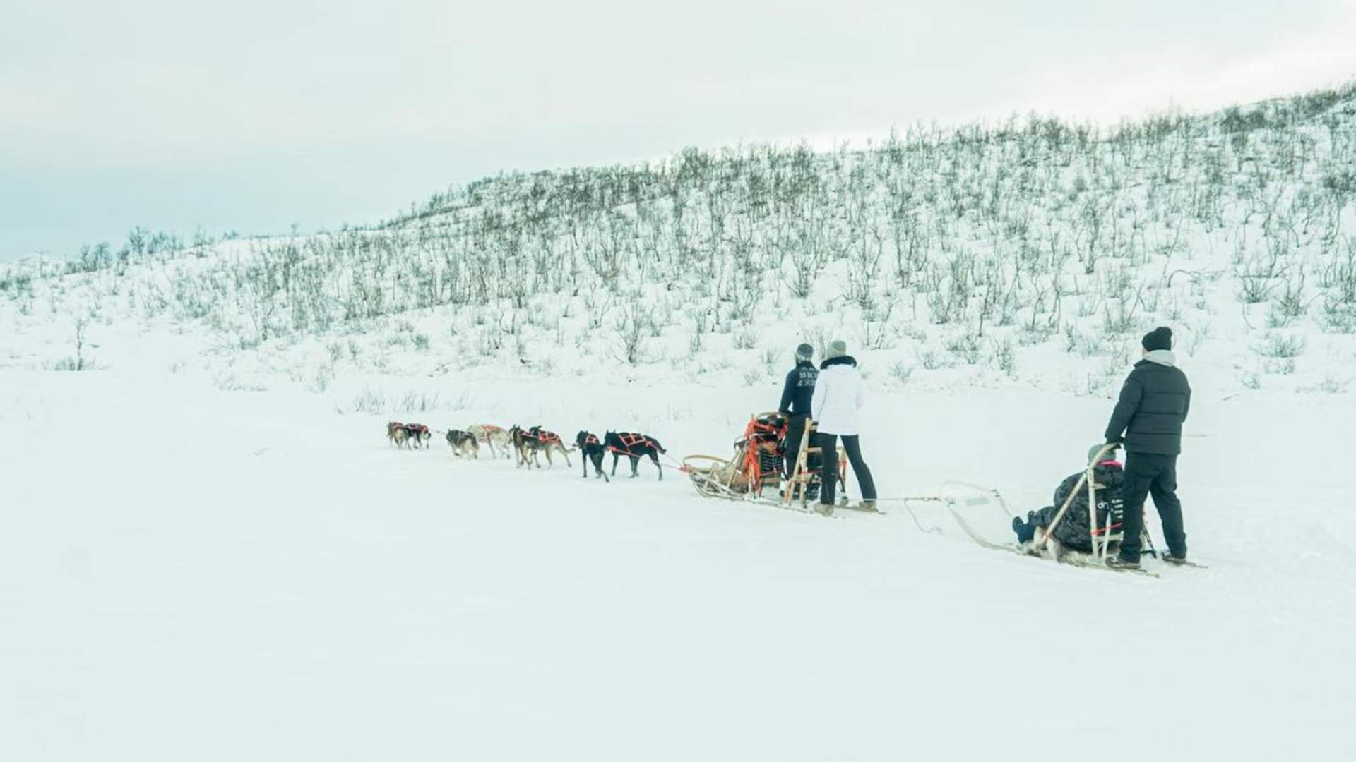 Dog sledding in Tromsø