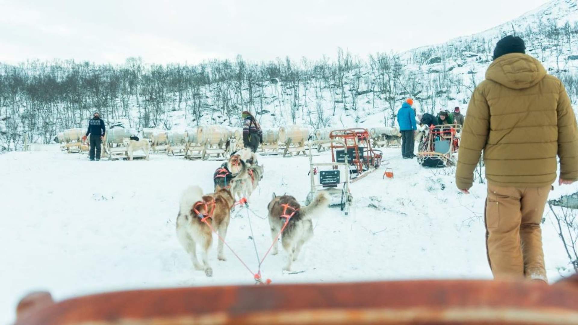 Dog sledding in Tromsø