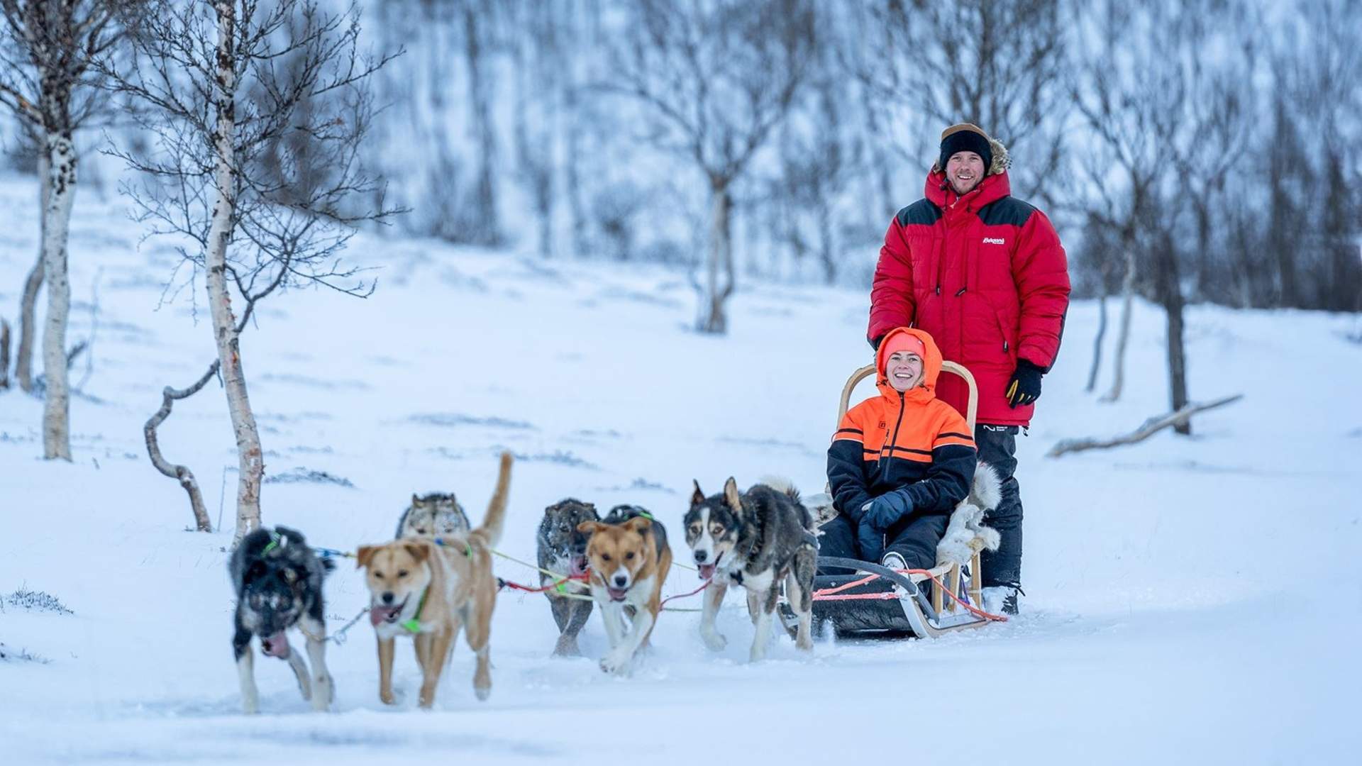 Advanced Dog Sledding, Tromsø Ice Domes Snow Park & Reindeer Visit - Excluding Transport