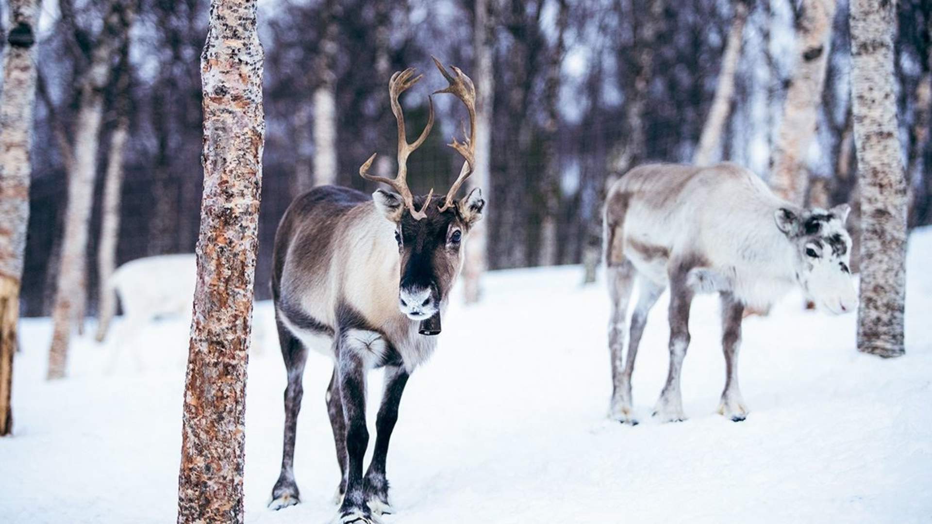 Reindeer sledding daytime - Excluding Transport
