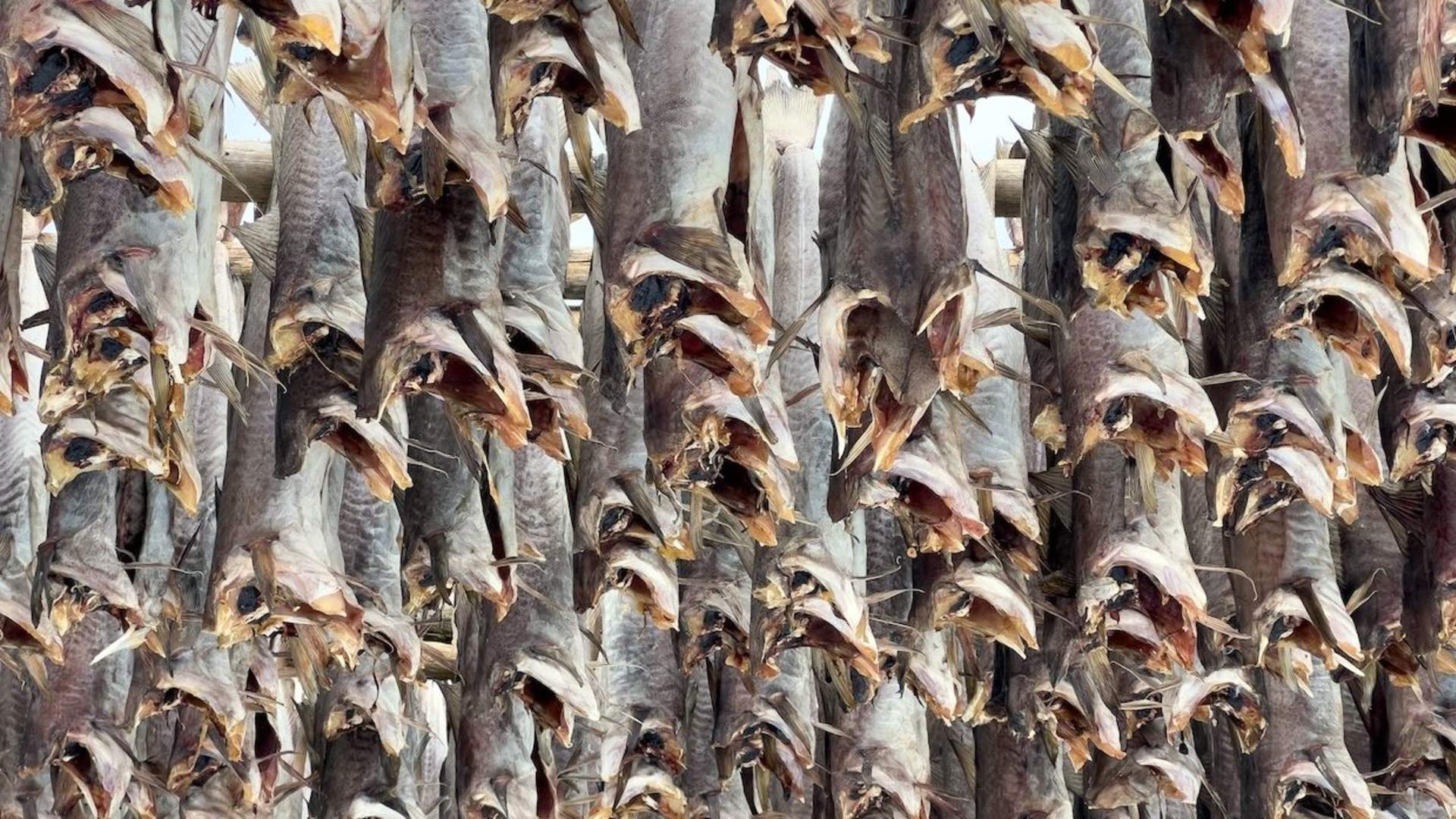 Taste Lofoten - Food Tour