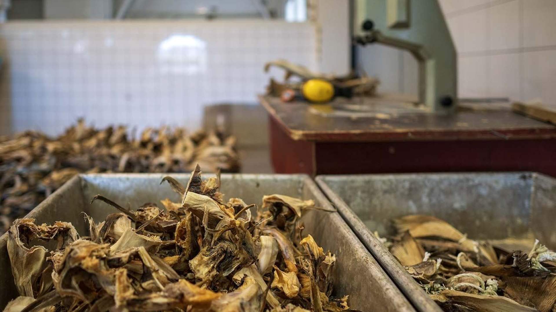 Taste Lofoten - Food Tour