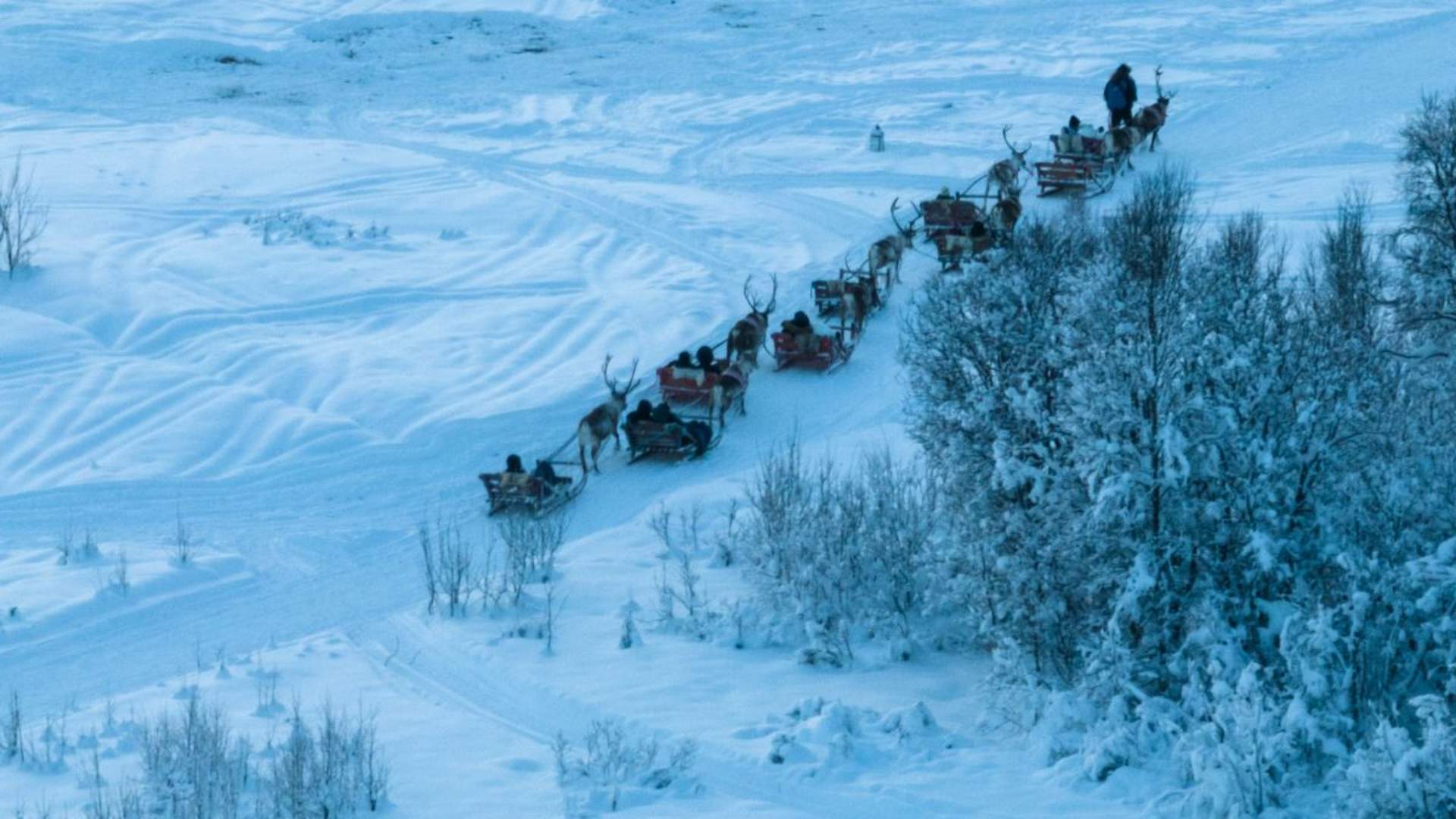 Reinsledekjøring med samisk kultur (avgang kl. 13)