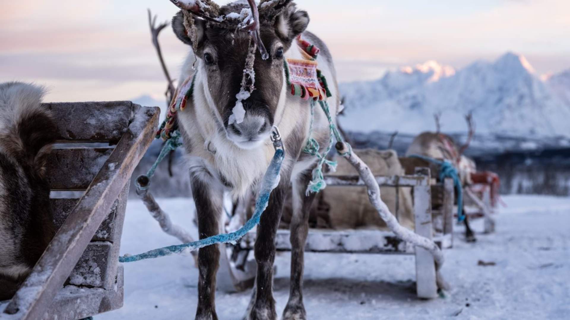Reinsledekjøring med samisk kultur (avgang kl. 13)