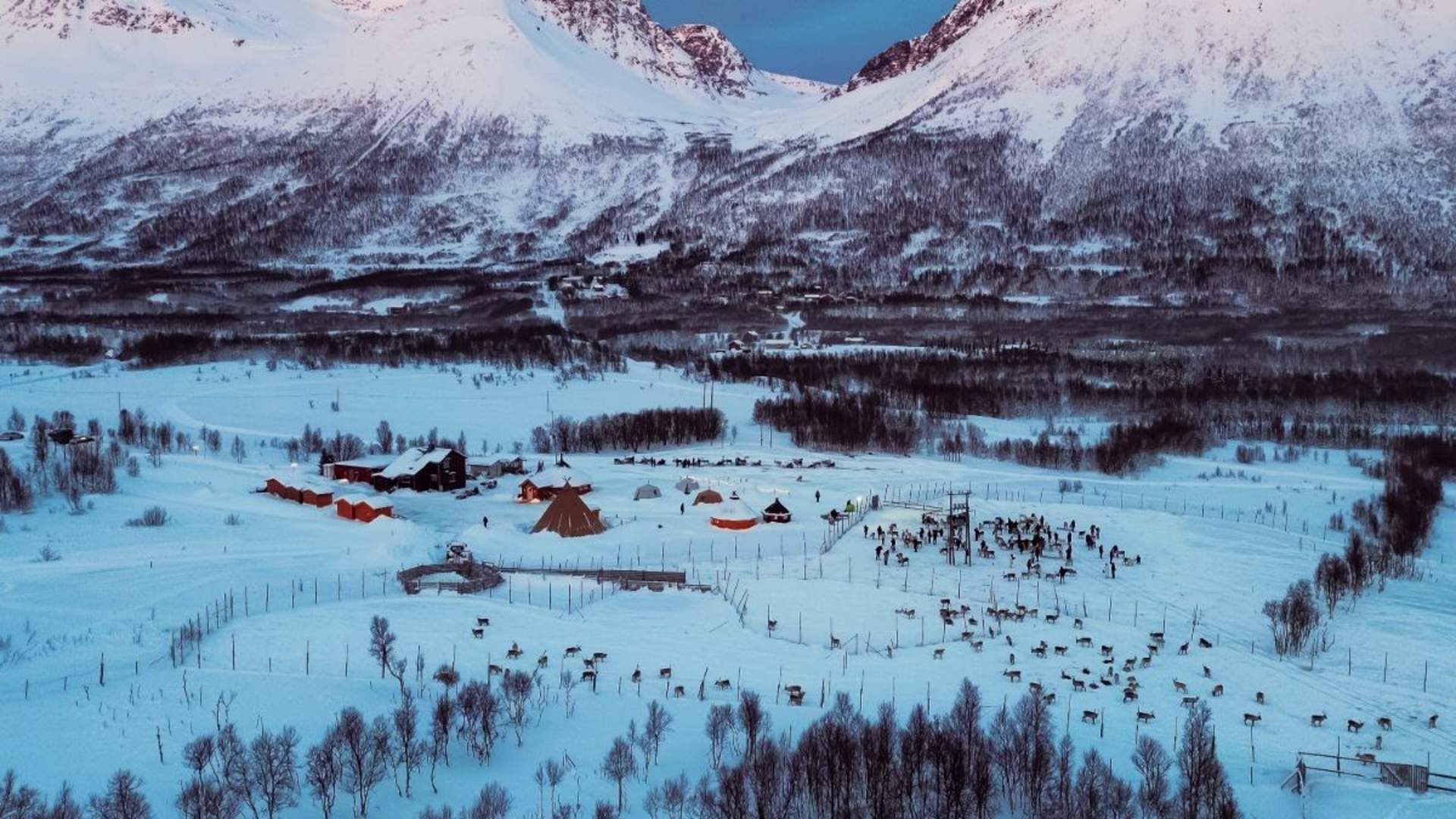 Reinsledekjøring med samisk kultur (avgang kl. 13)