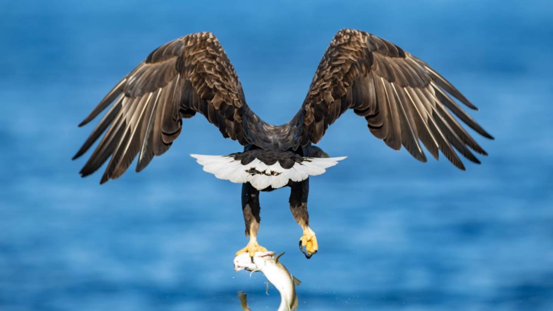 Fjord- og historiecruise