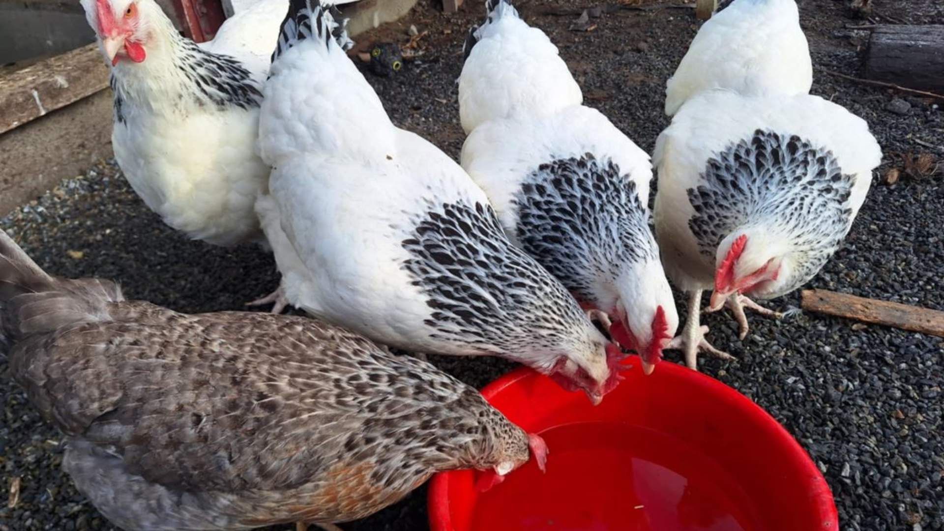 Nord-Norsk vinter opplevelse på Angell Gjestegård