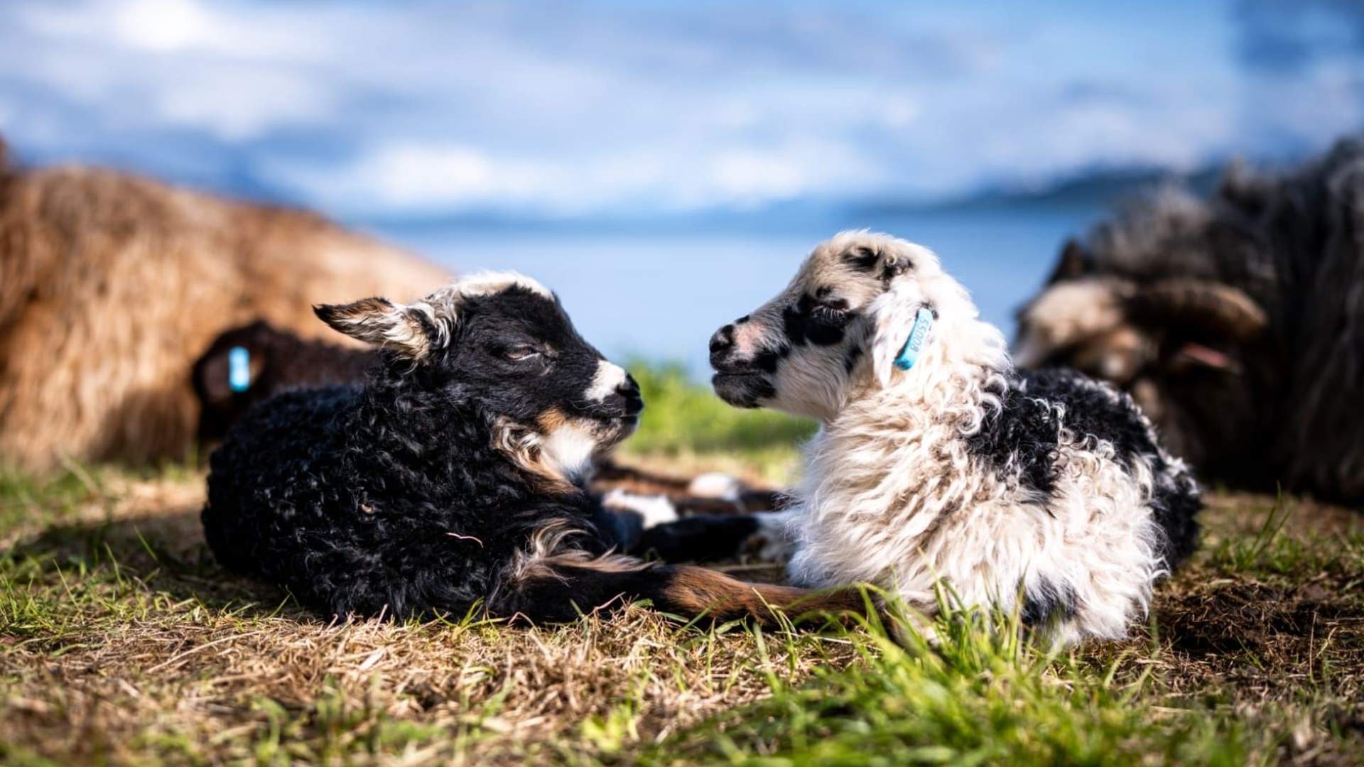 Yggdrasil Gårdskafe