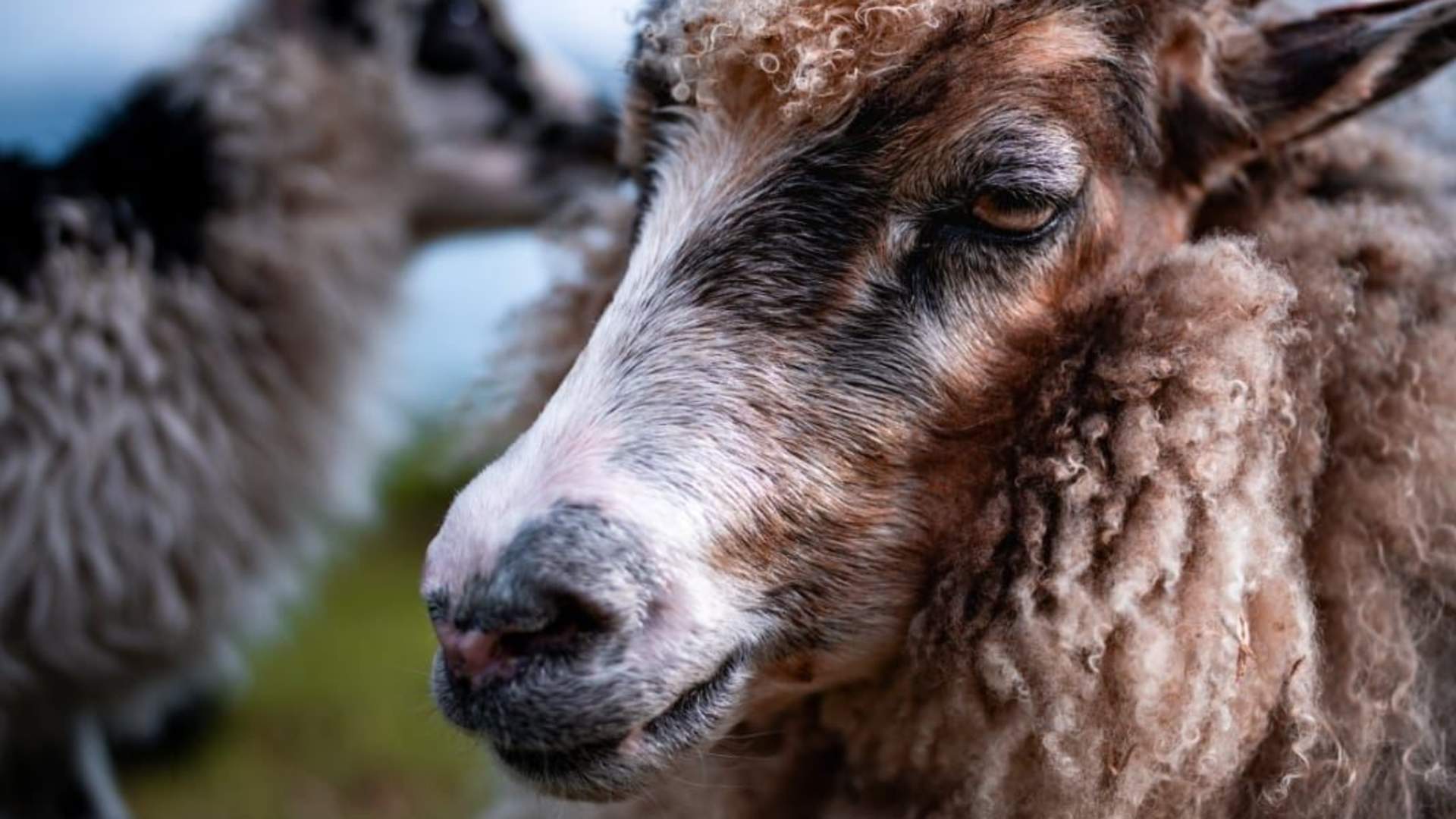 Yggdrasil Gårdskafe