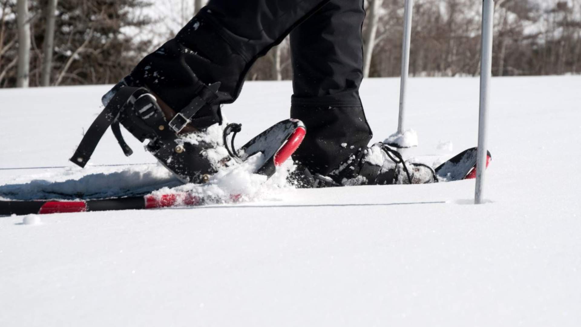 Arktisk trugetur-opplevelse