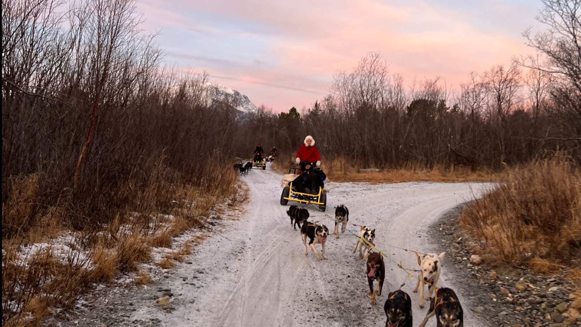Dogsledding on Wheels incl. Transfer (Tromsø)