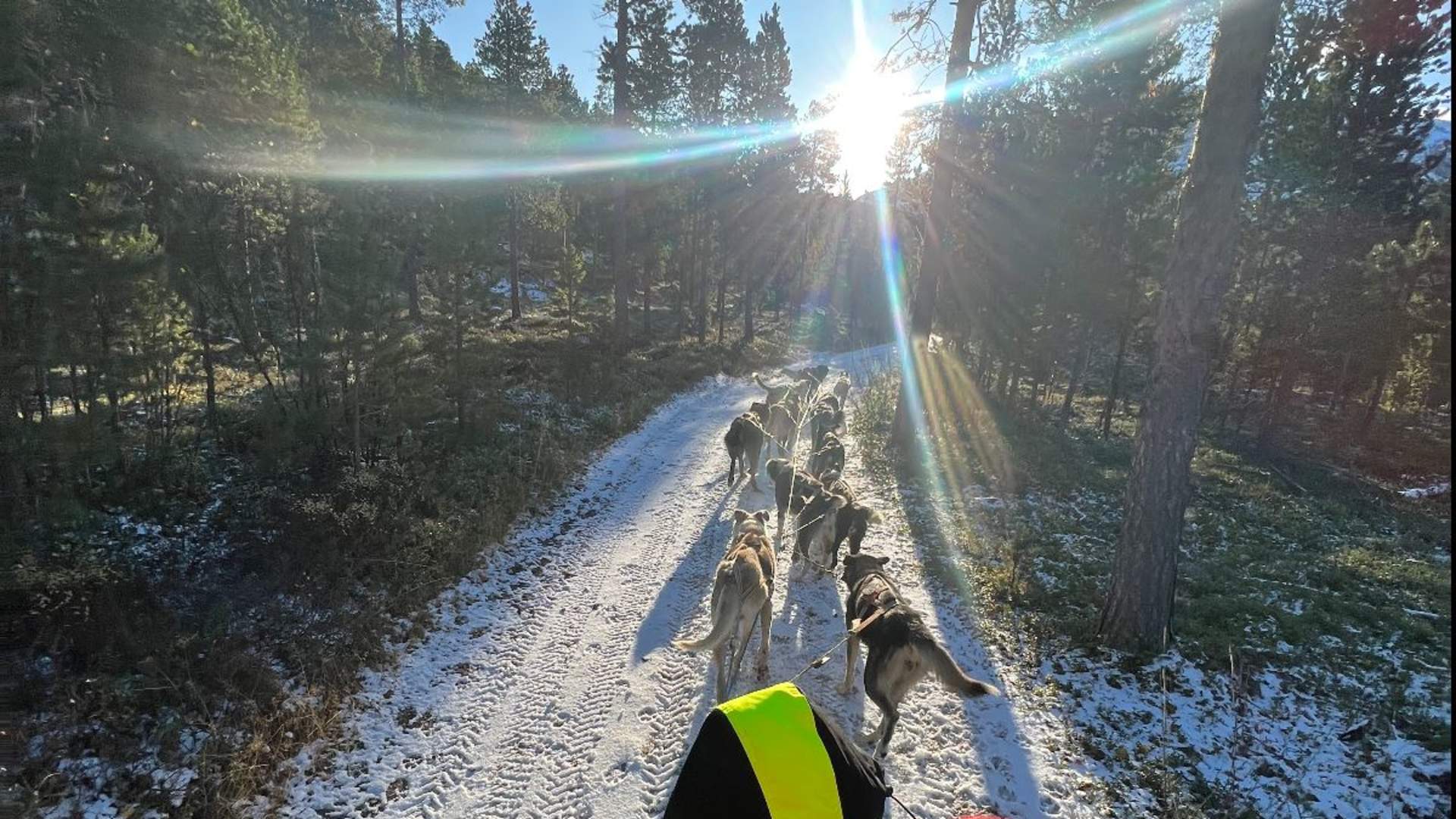 Dogsledding on Wheels incl. Transfer (Tromsø)