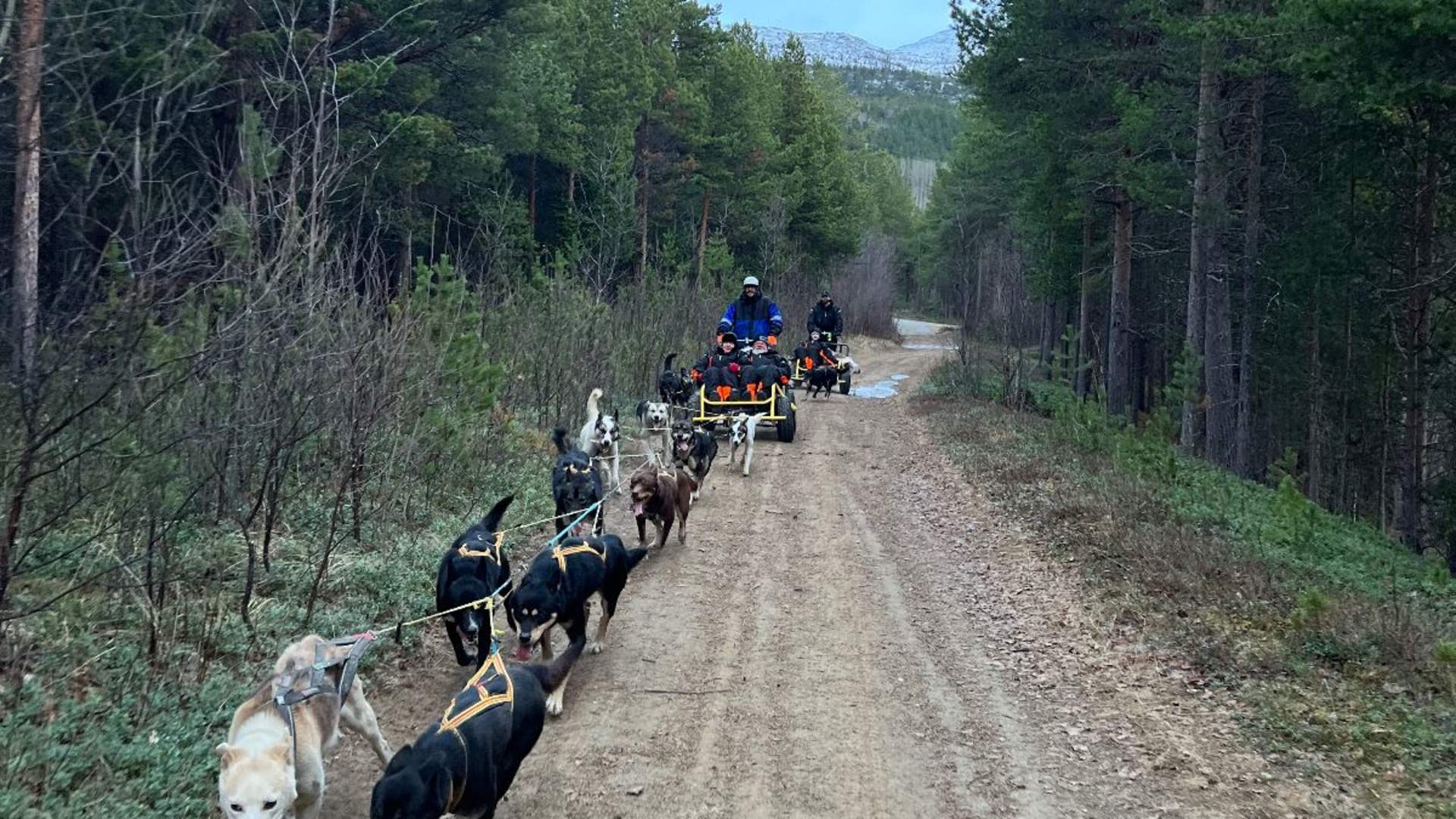 Dogsledding on Wheels incl. Transfer (Tromsø)