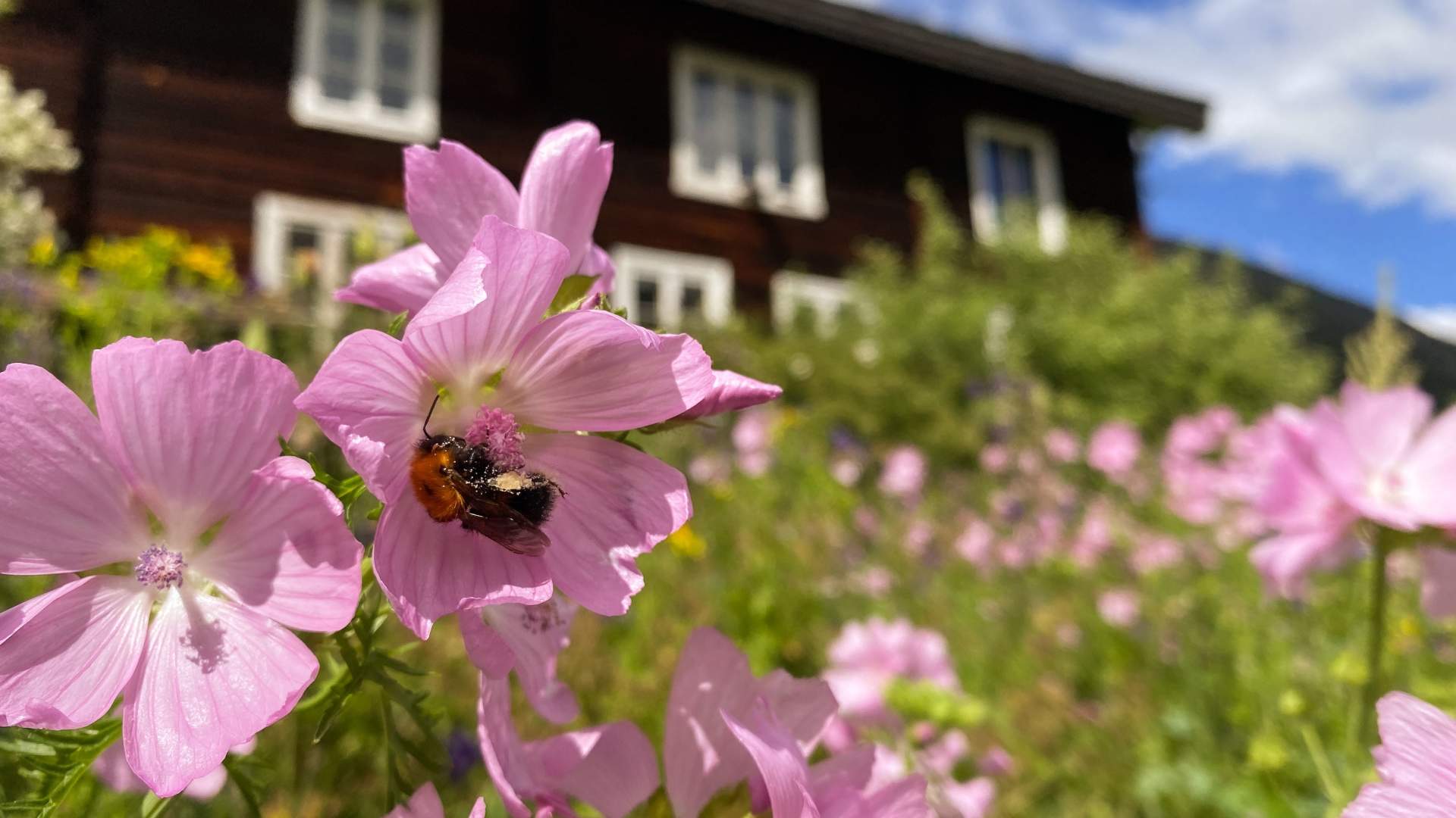 Aukrust gard og urteri