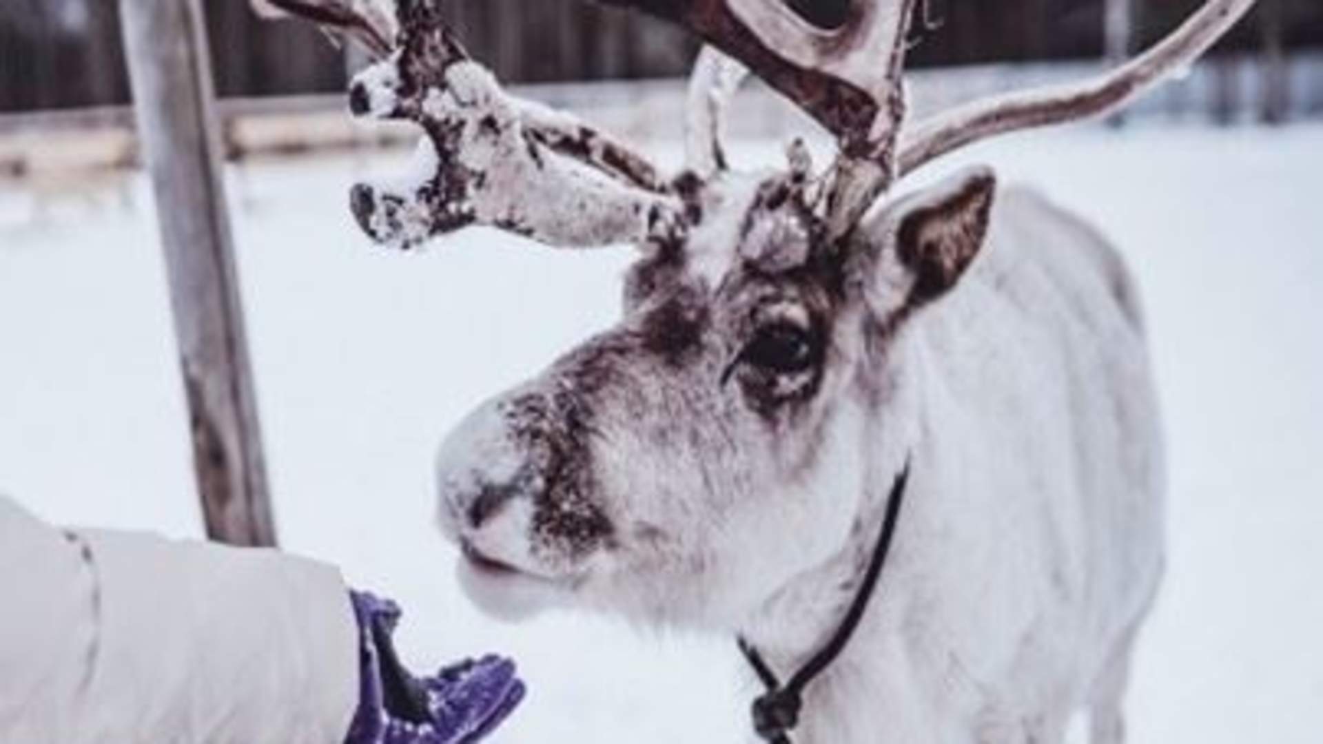 Arctic Fjord Tour, Feed Reindeer, Sámi Camp & Museum