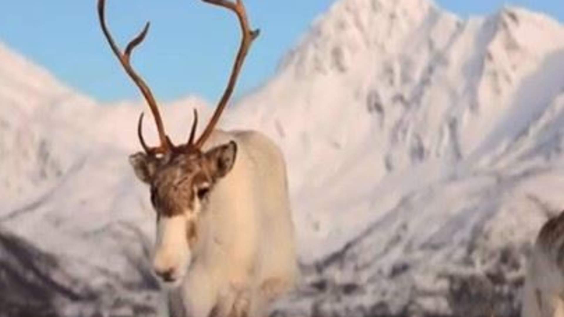 Arctic Fjord Tour, Feed Reindeer, Sámi Camp & Museum