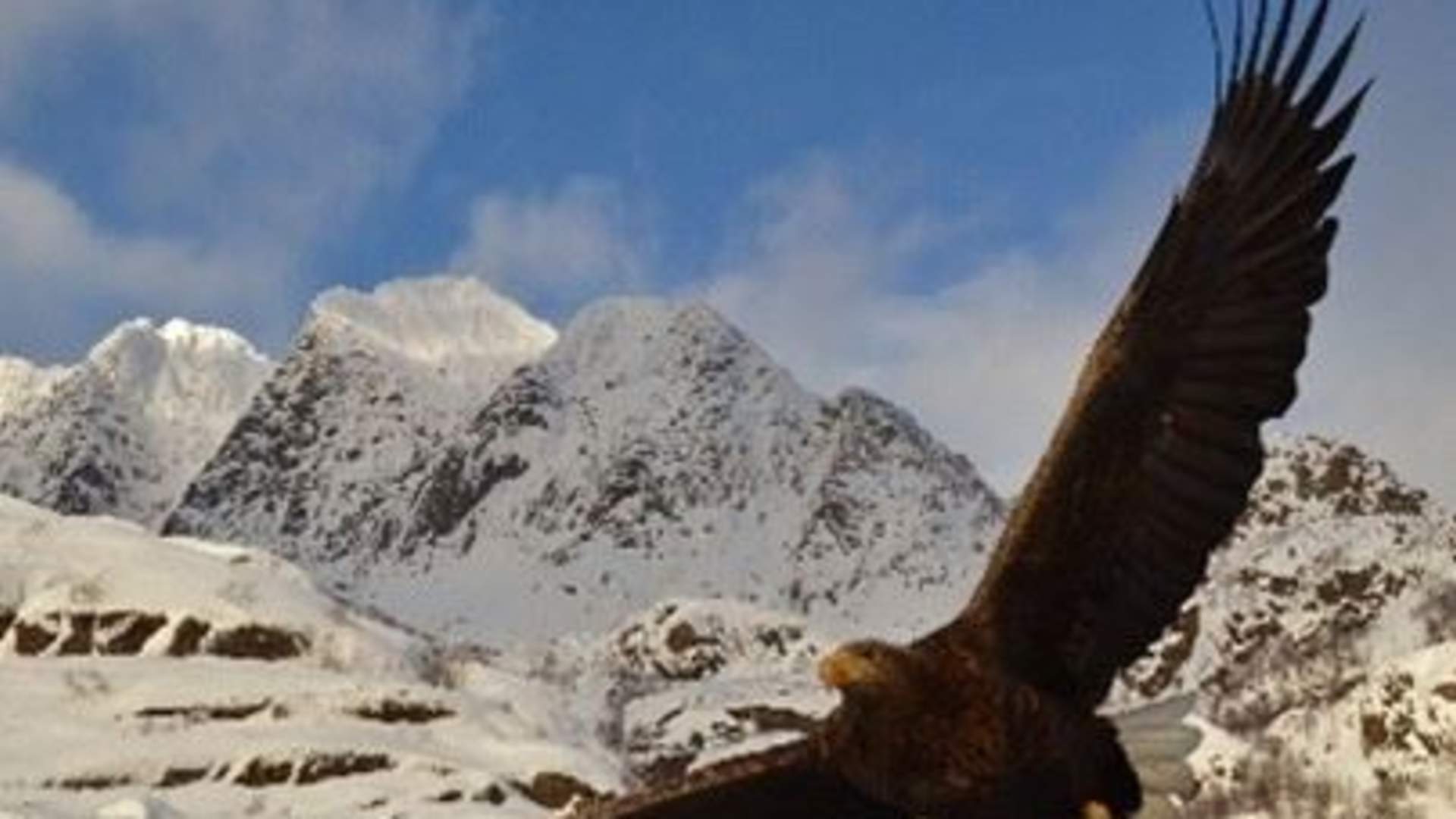 Arctic Fjord Tour, Feed Reindeer, Sámi Camp & Museum