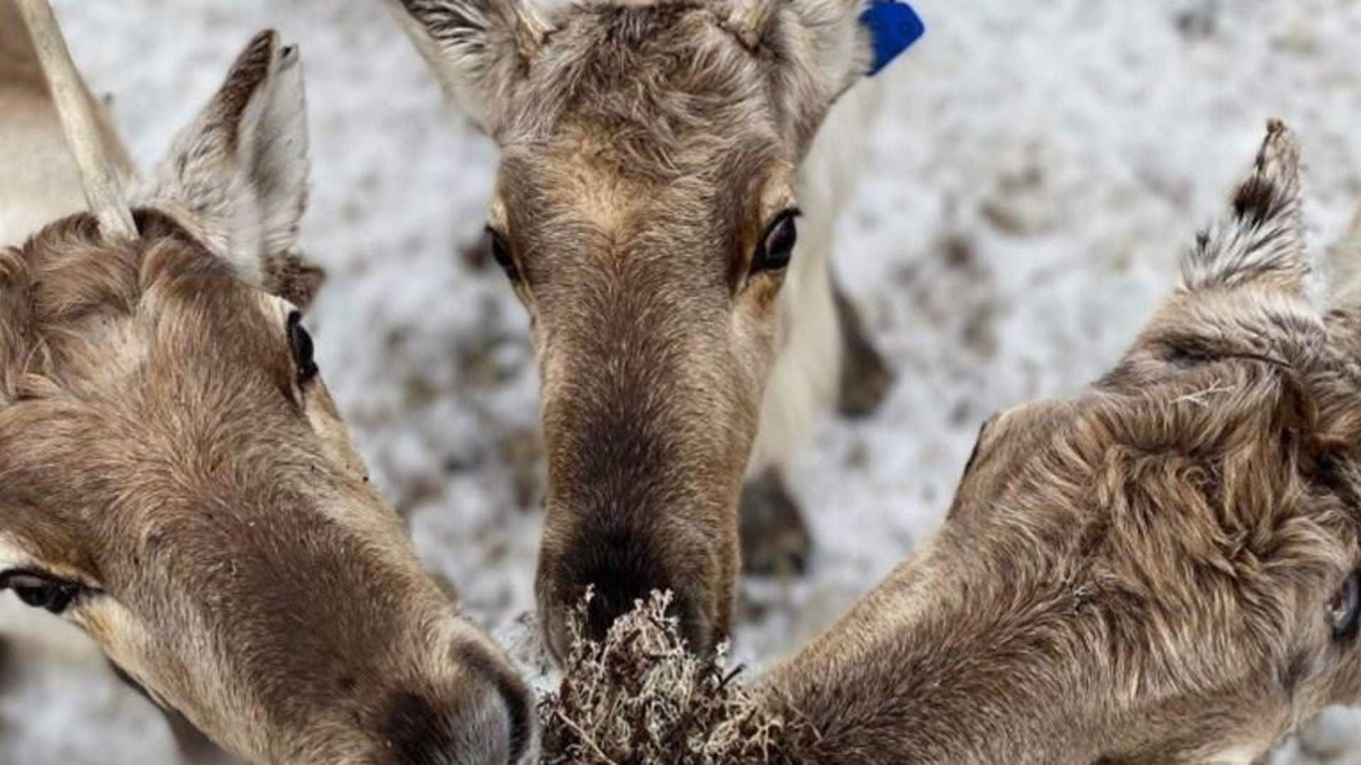 Arctic Fjord Tour, Feed Reindeer, Sámi Camp & Museum