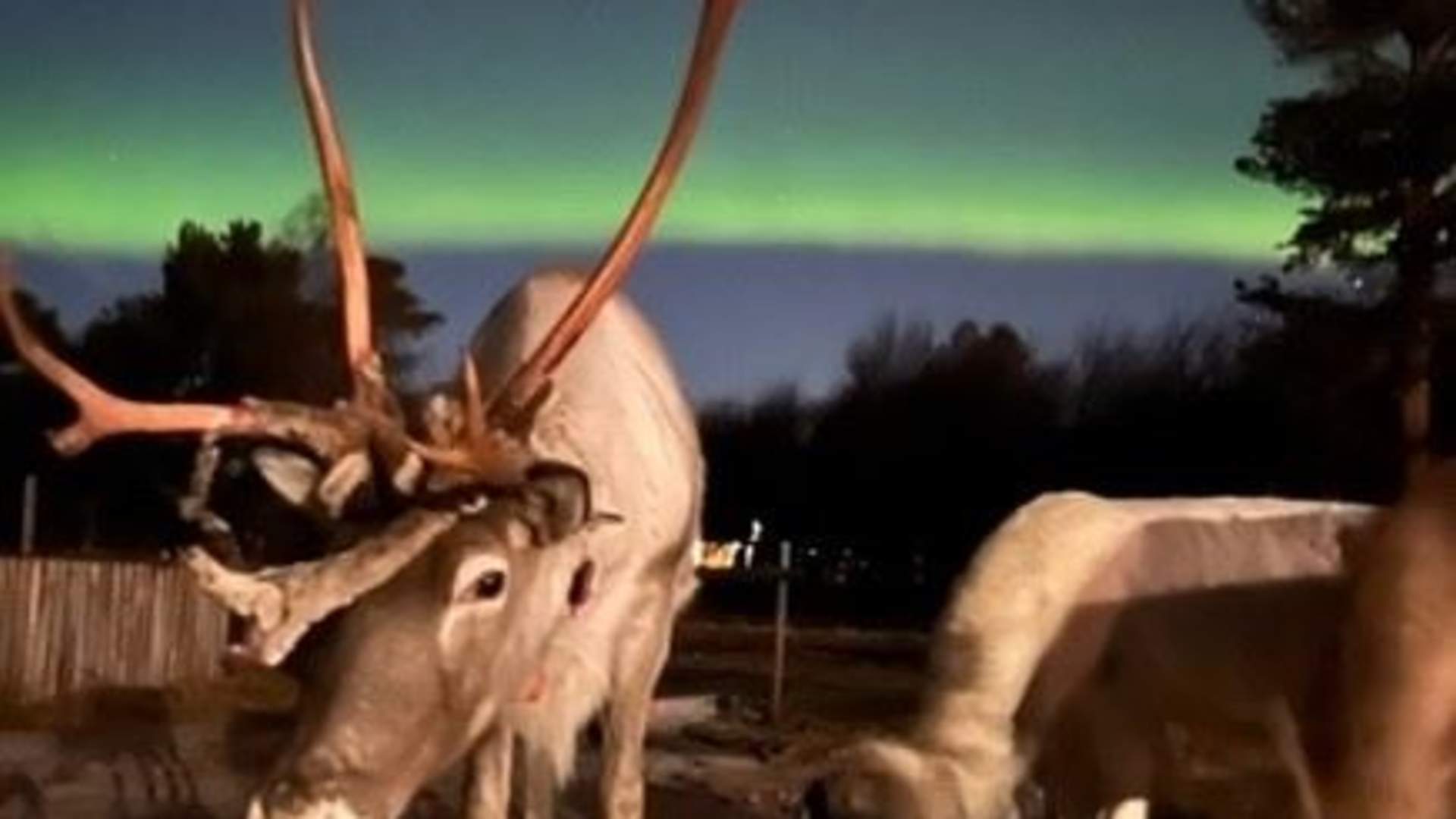 Northern Lights, reindeer, Sámi culture &#8211; one unique tour