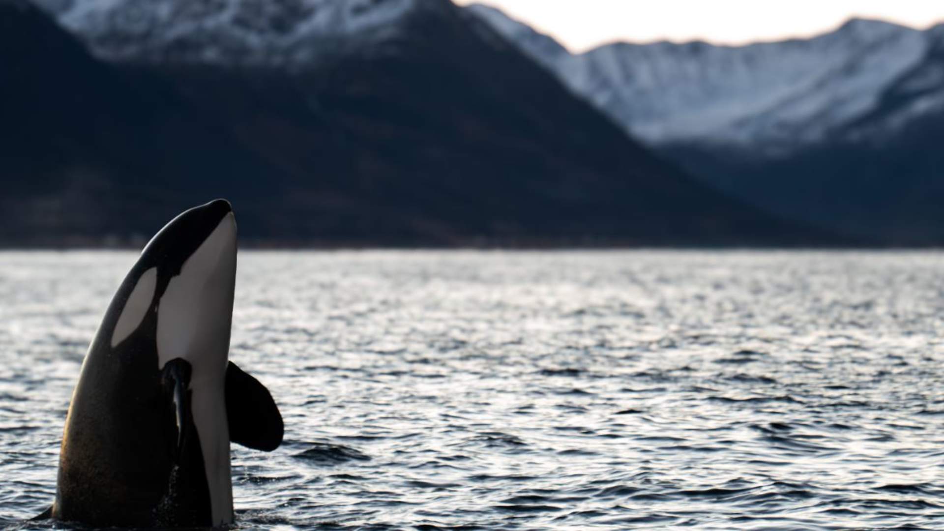 Hvalsafari fra Arnøya - Visit Årviksand