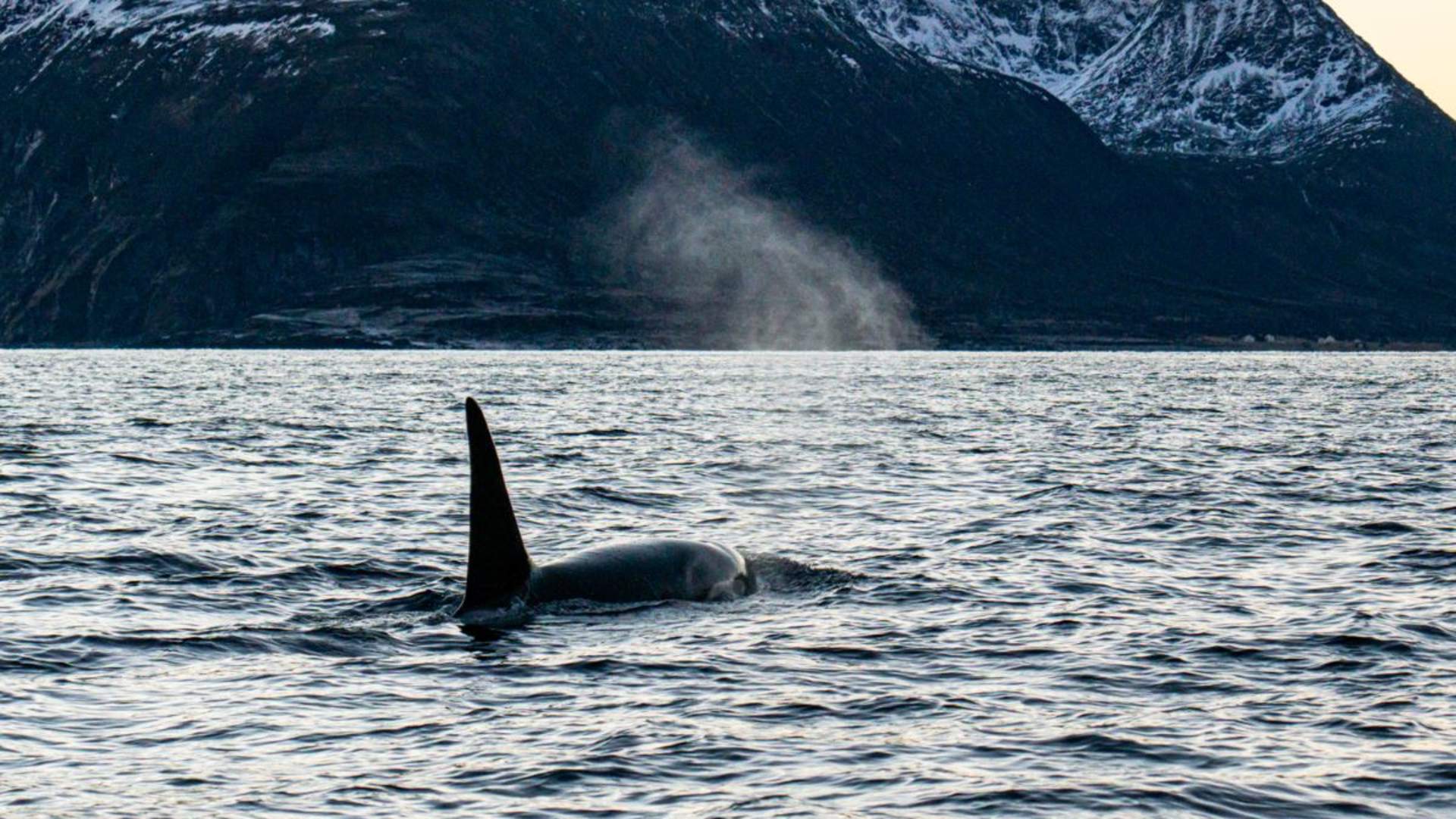 Hvalsafari fra Arnøya - Visit Årviksand