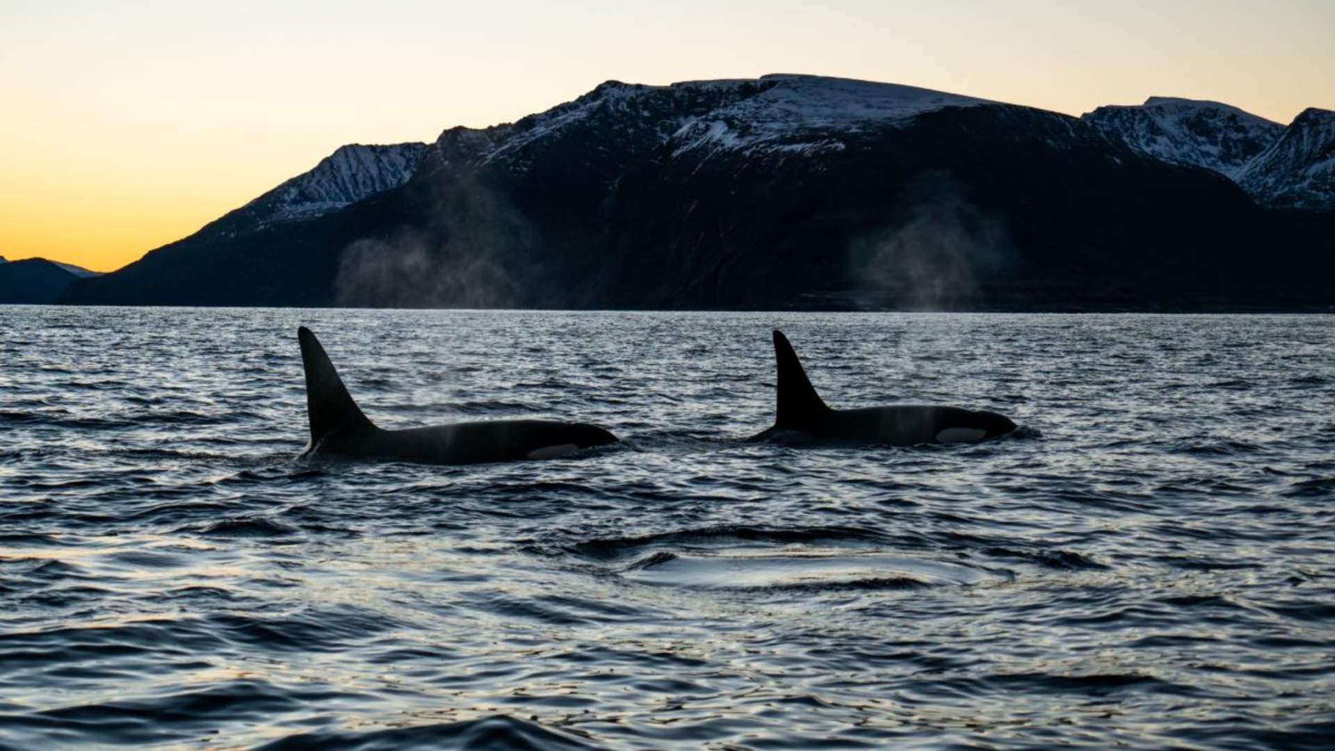Hvalsafari fra Arnøya - Visit Årviksand