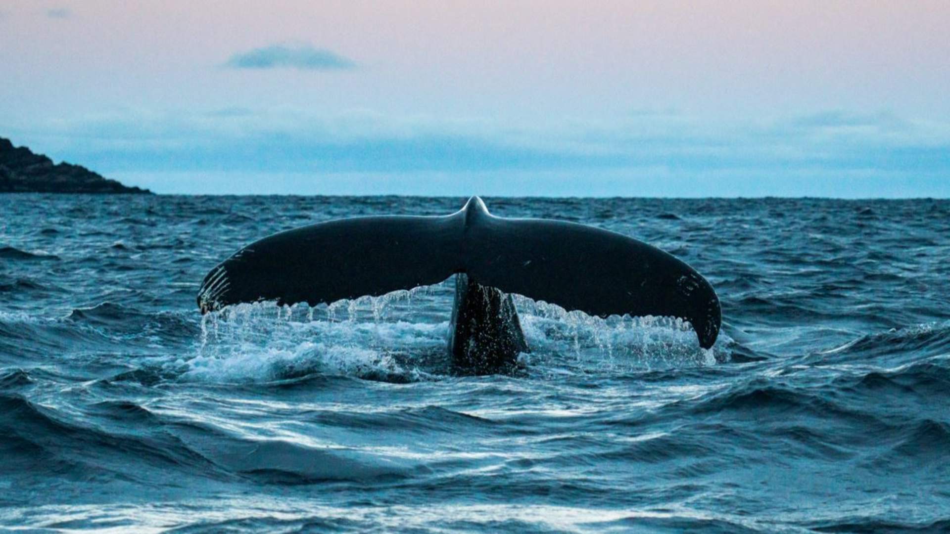 Hvalsafari fra Arnøya - Visit Årviksand