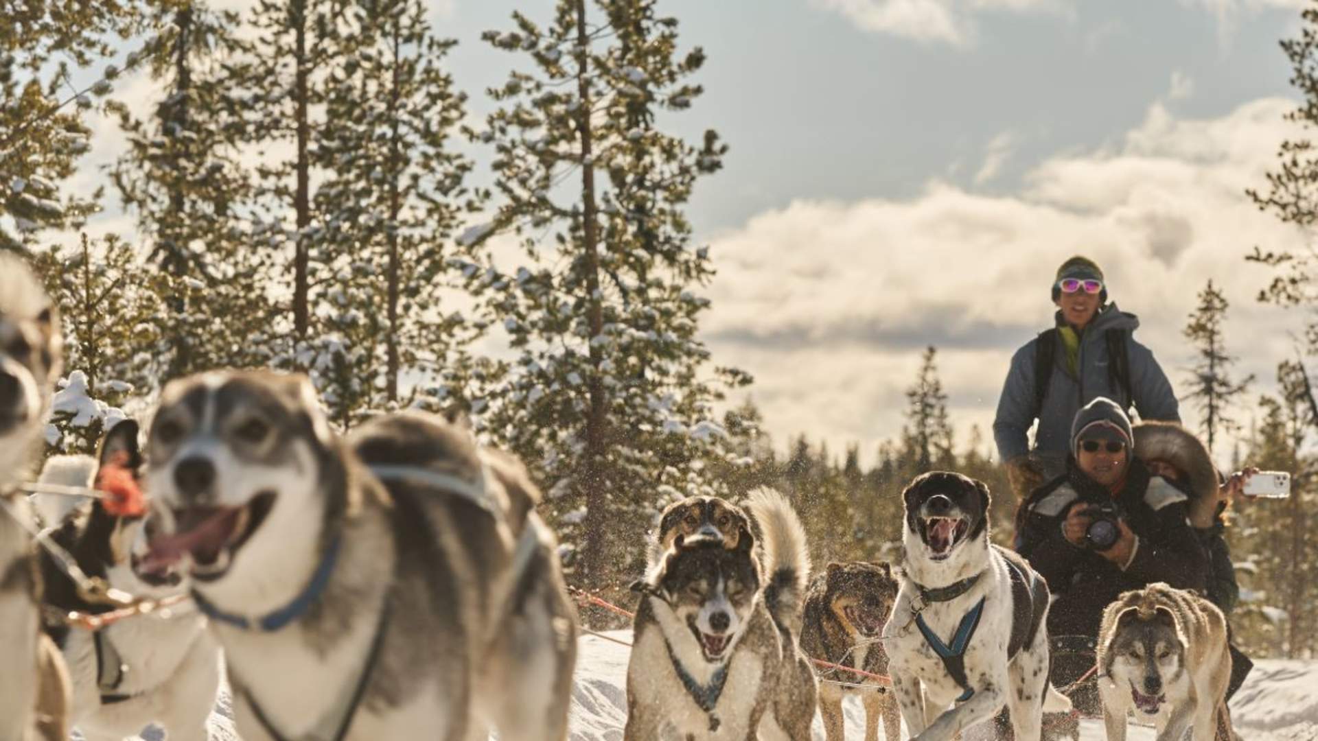 Panorama hundekjøringstur - Into the wild