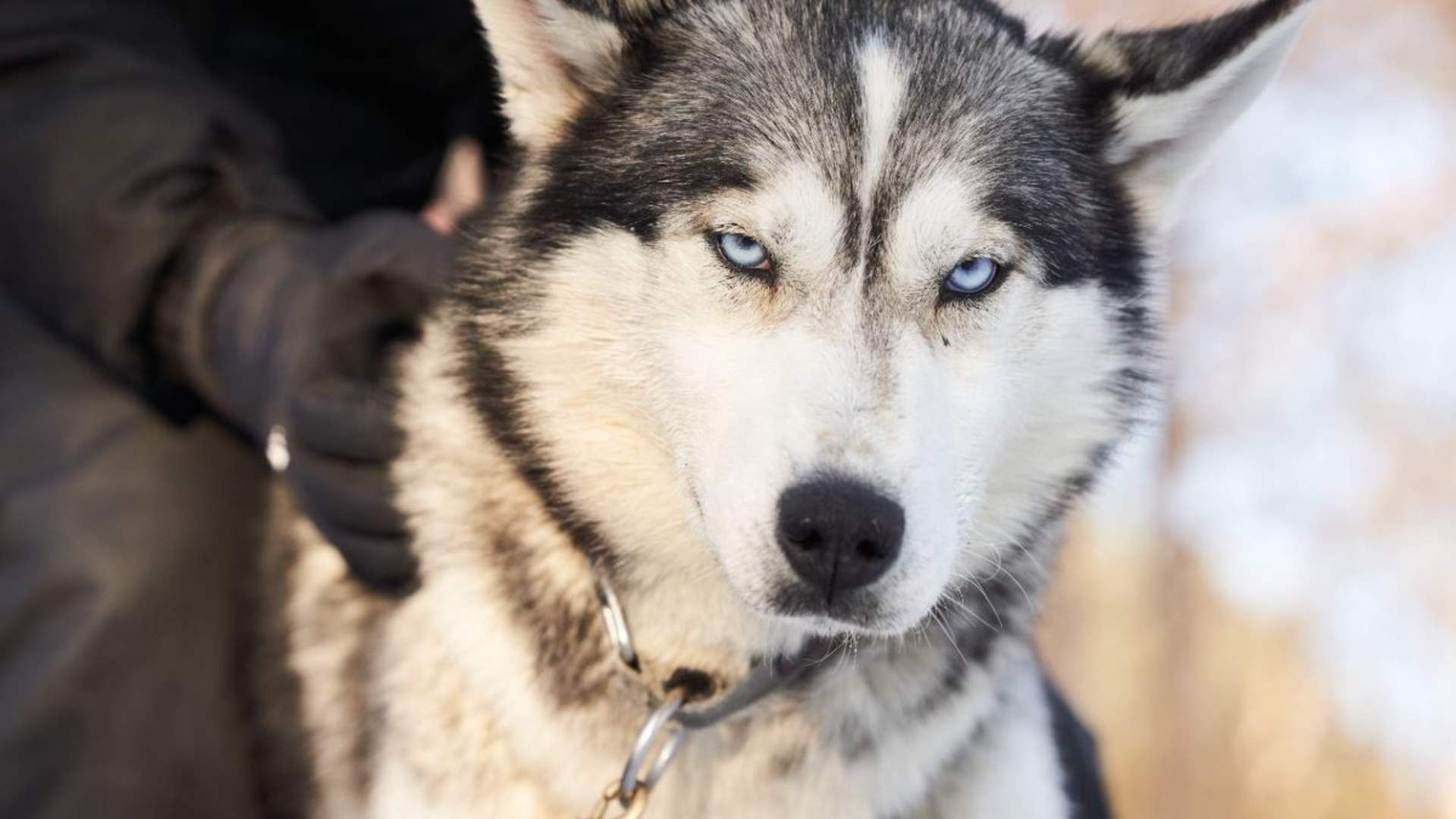 Besøk vår husky hundegård - Into the wild