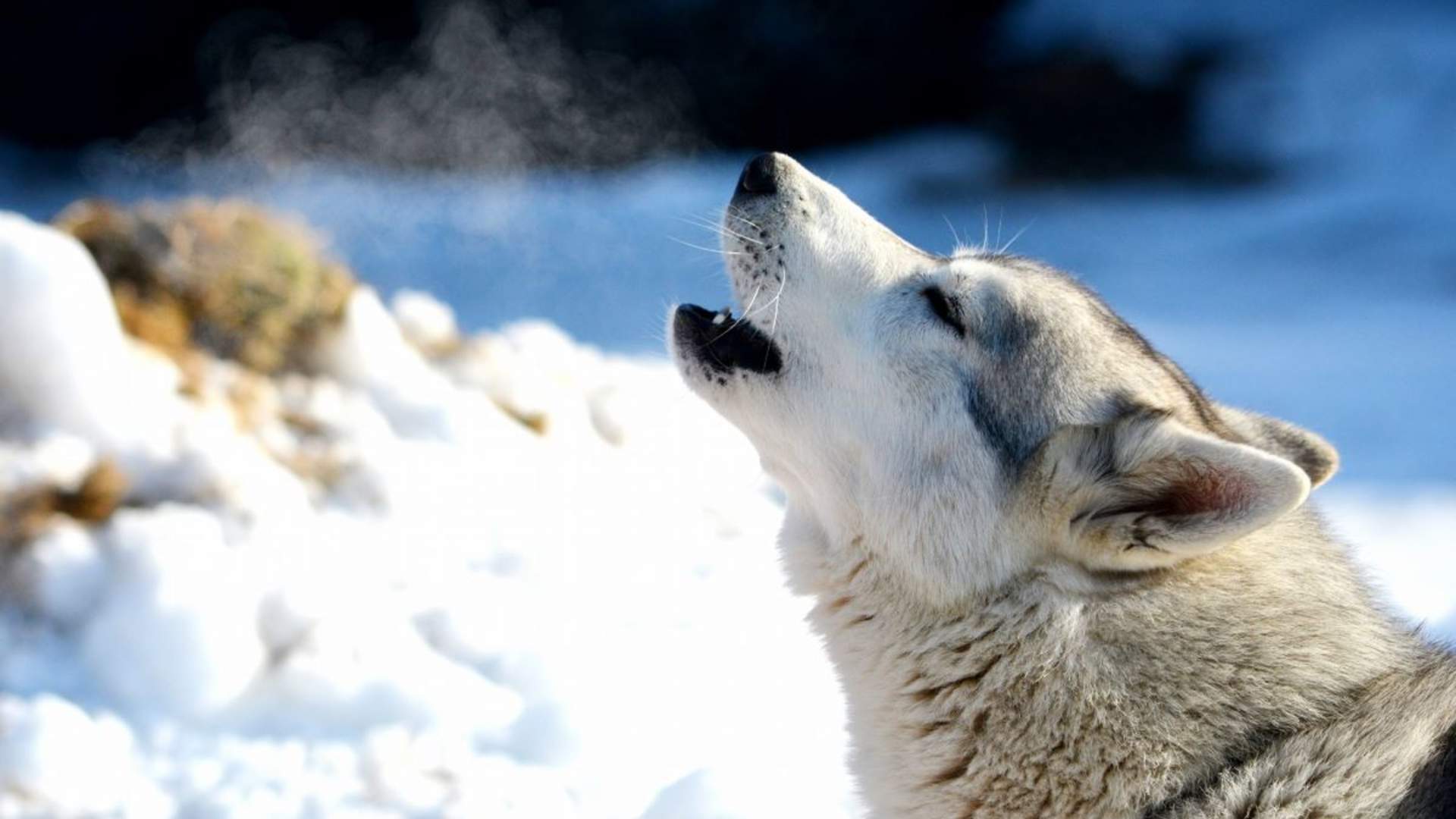 Besøk vår husky hundegård - Into the wild