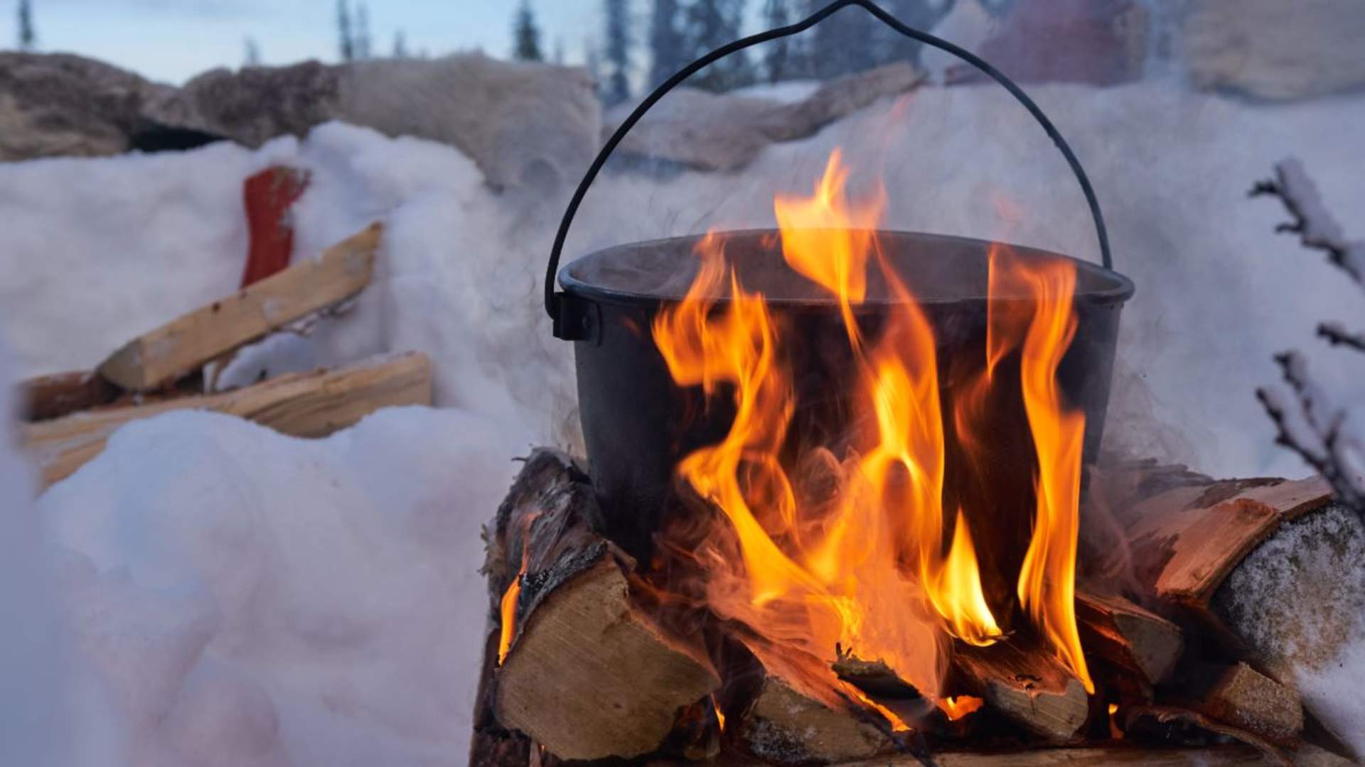 Panorama hundekjøringstur - Into the wild