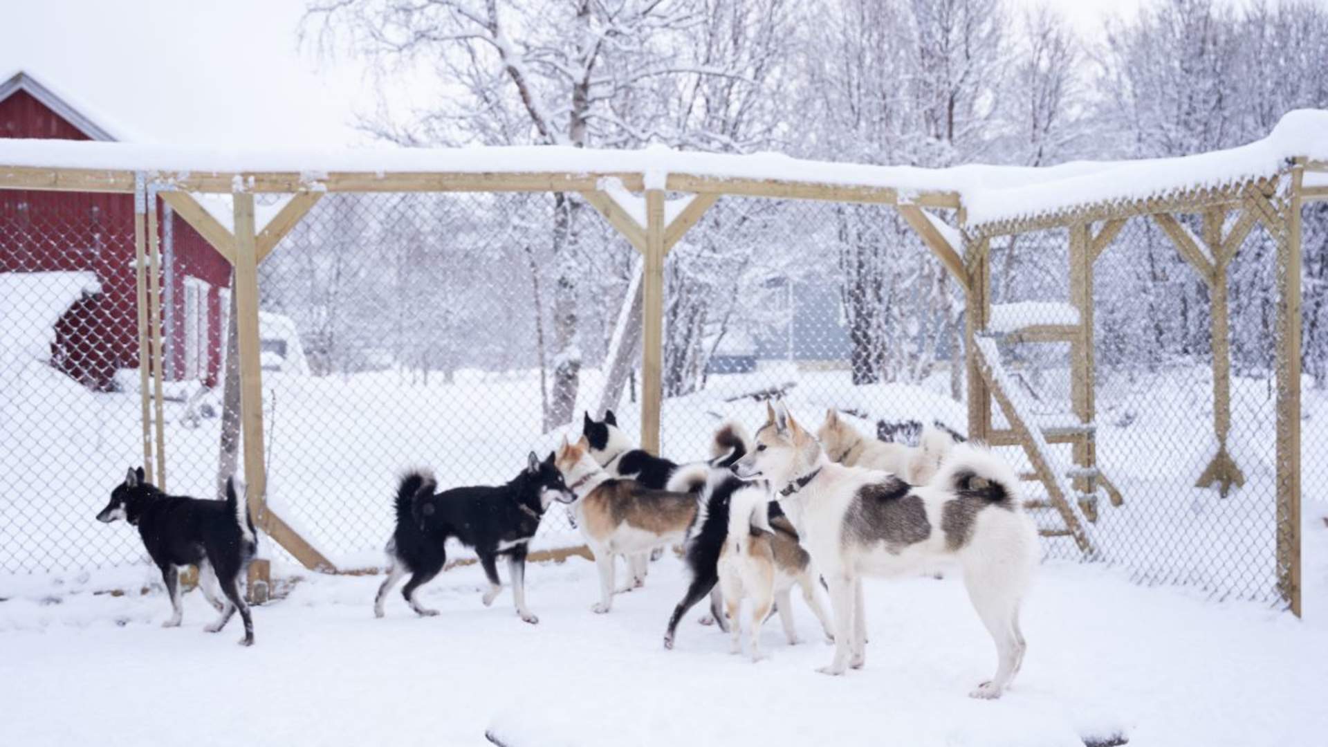 Besøk vår husky hundegård - Into the wild