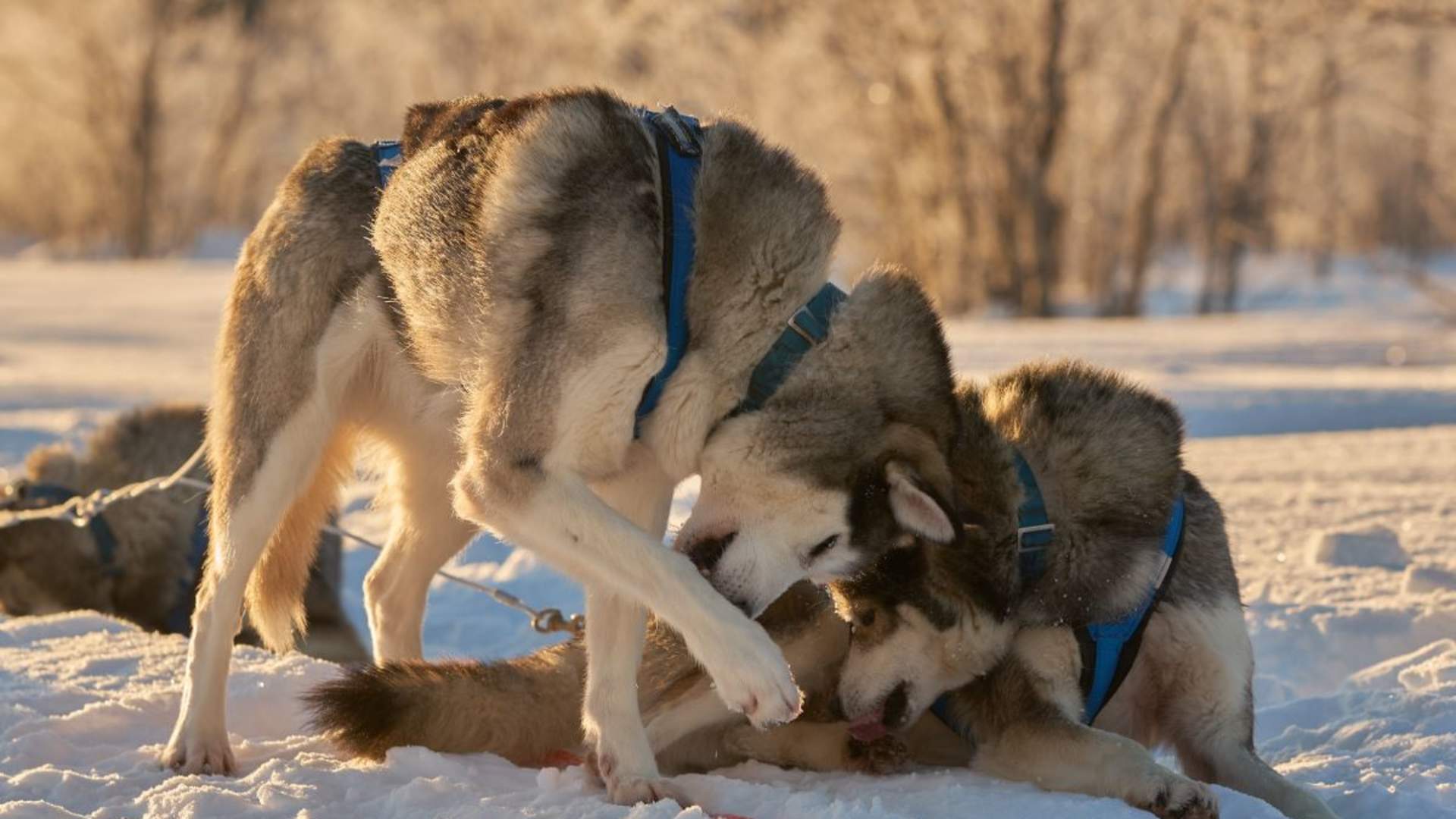 Panorama hundekjøringstur - Into the wild