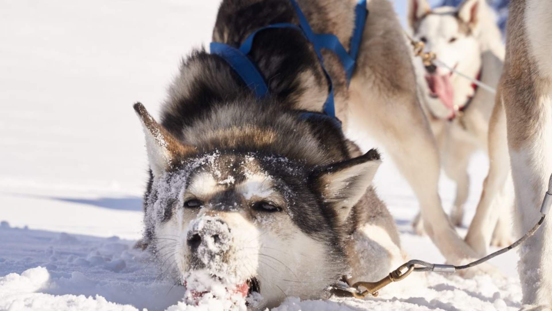Panorama hundekjøringstur - Into the wild
