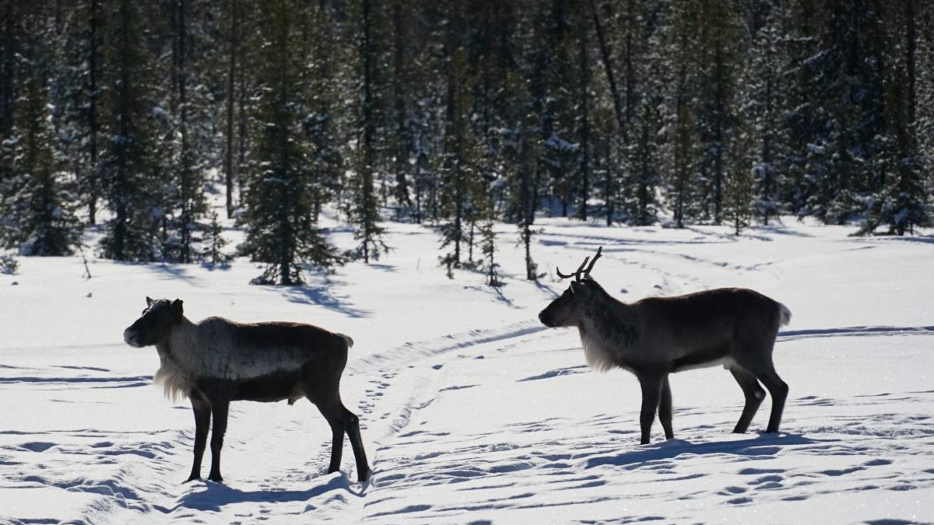 Panorama hundekjøringstur - Into the wild