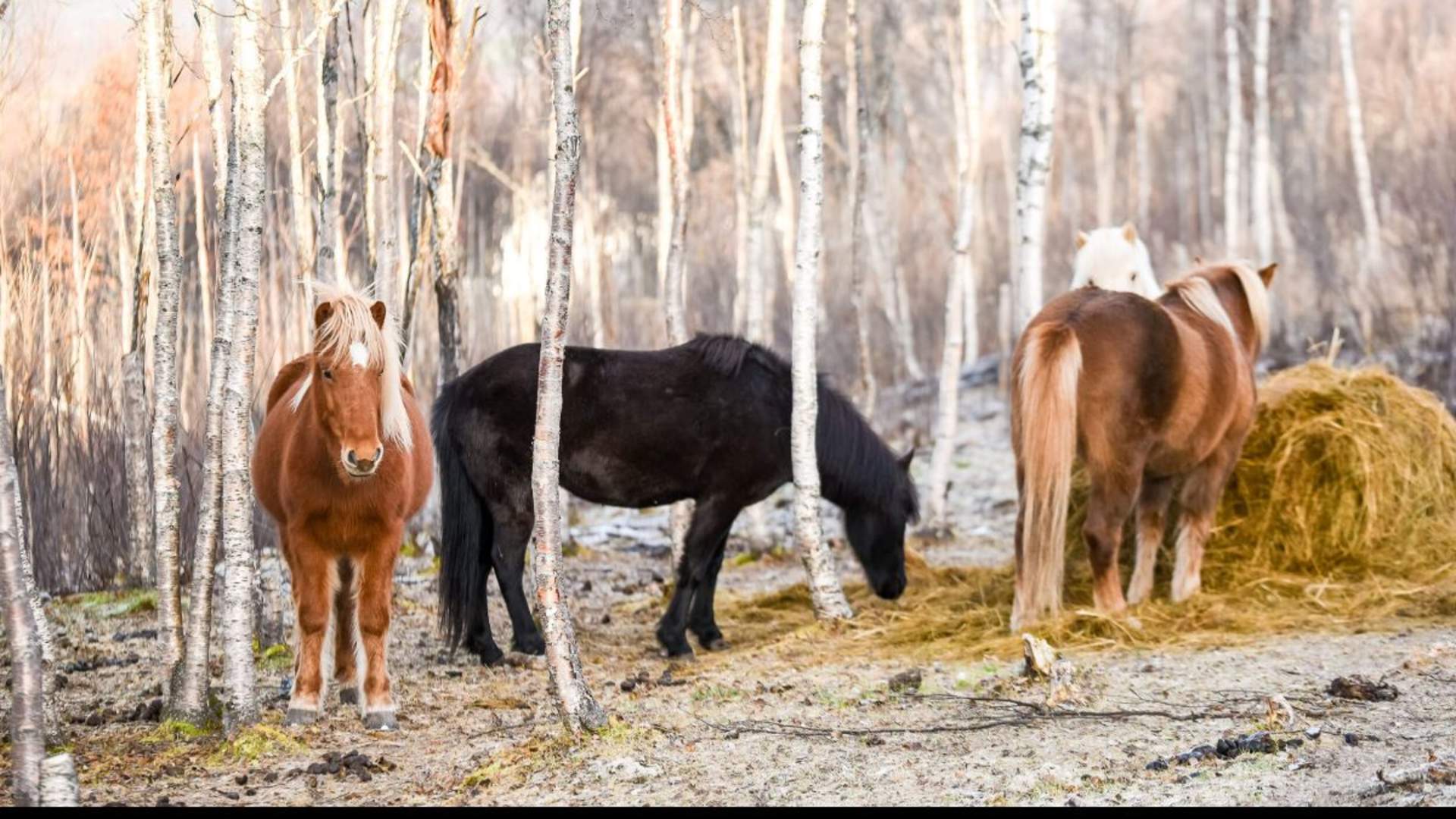Noen hester i skogen