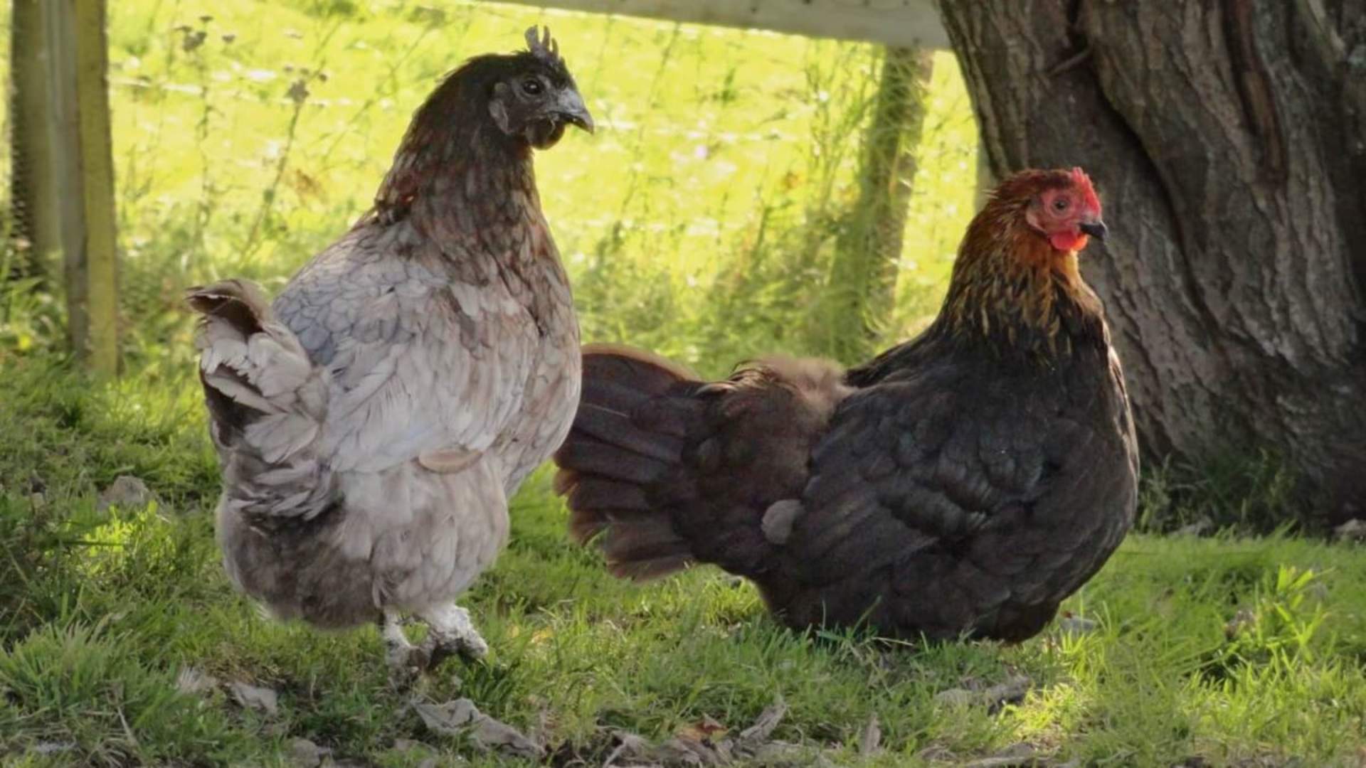 Northern Lights Experience at a Farm